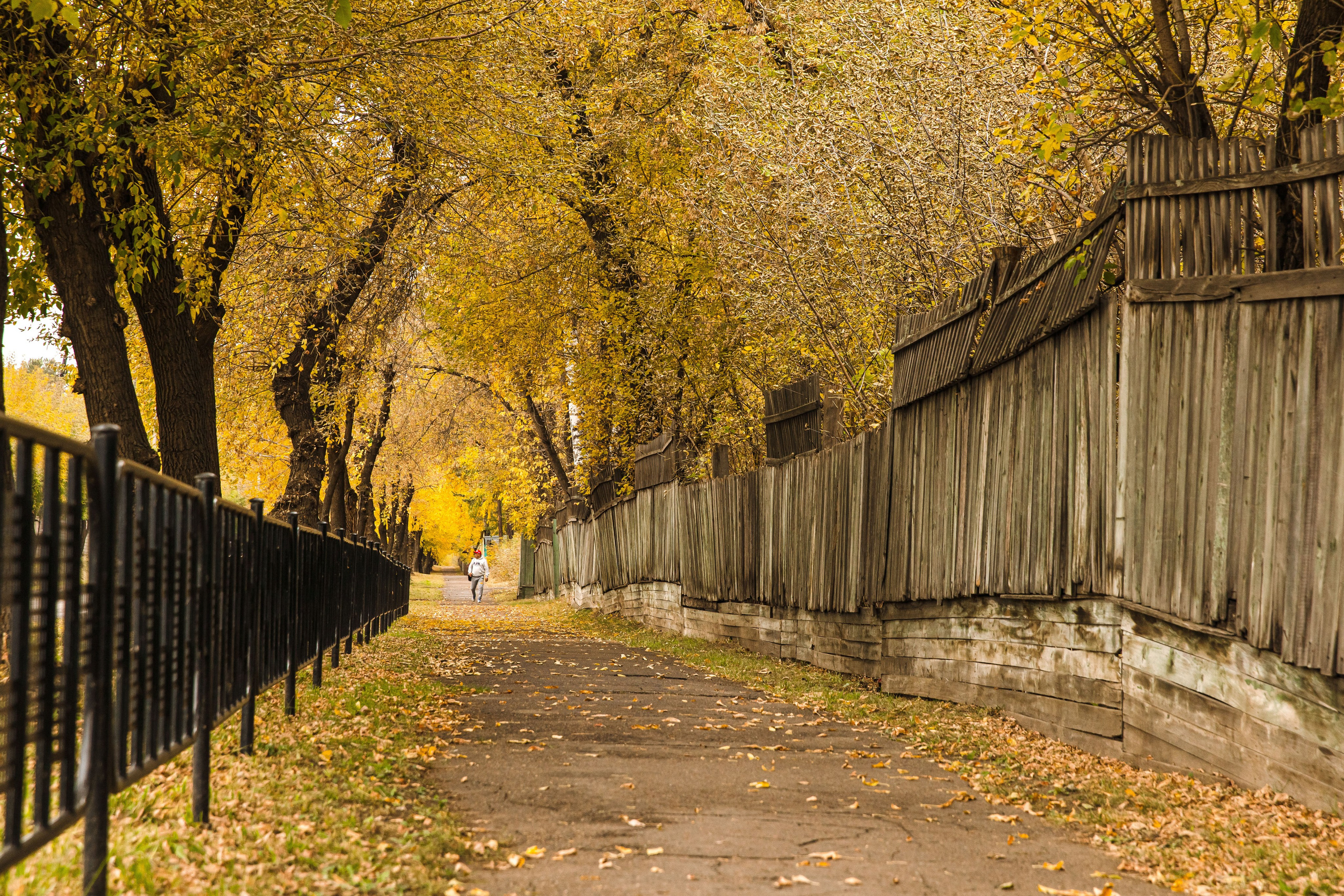 Осень в парке. Семейный и детский фотограф в Железногорске Саламахо Ольга