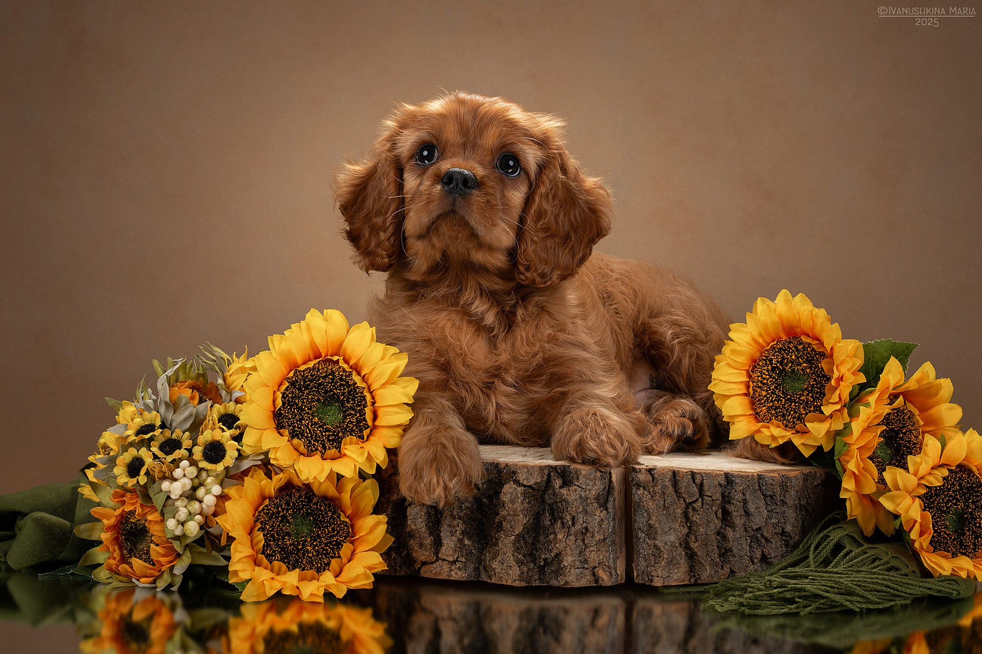 Фотосессия щенков на фонах. Фотограф собак в Москве и Московской области Иванушкина Мария