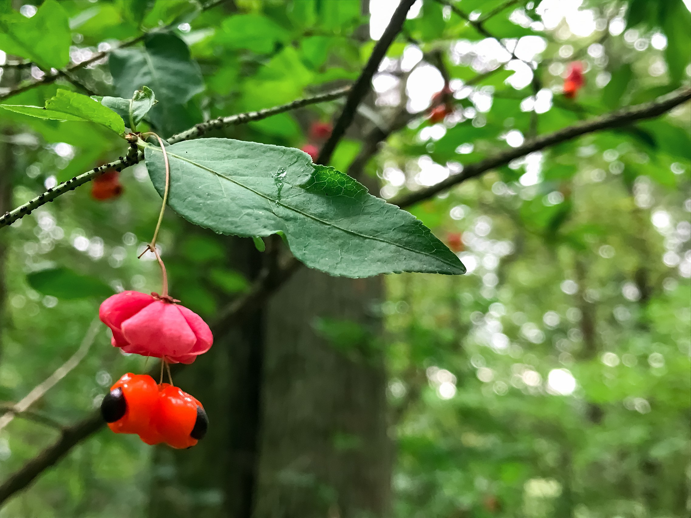 Открой себя и мир вокруг. Аmat Victoria Сuram