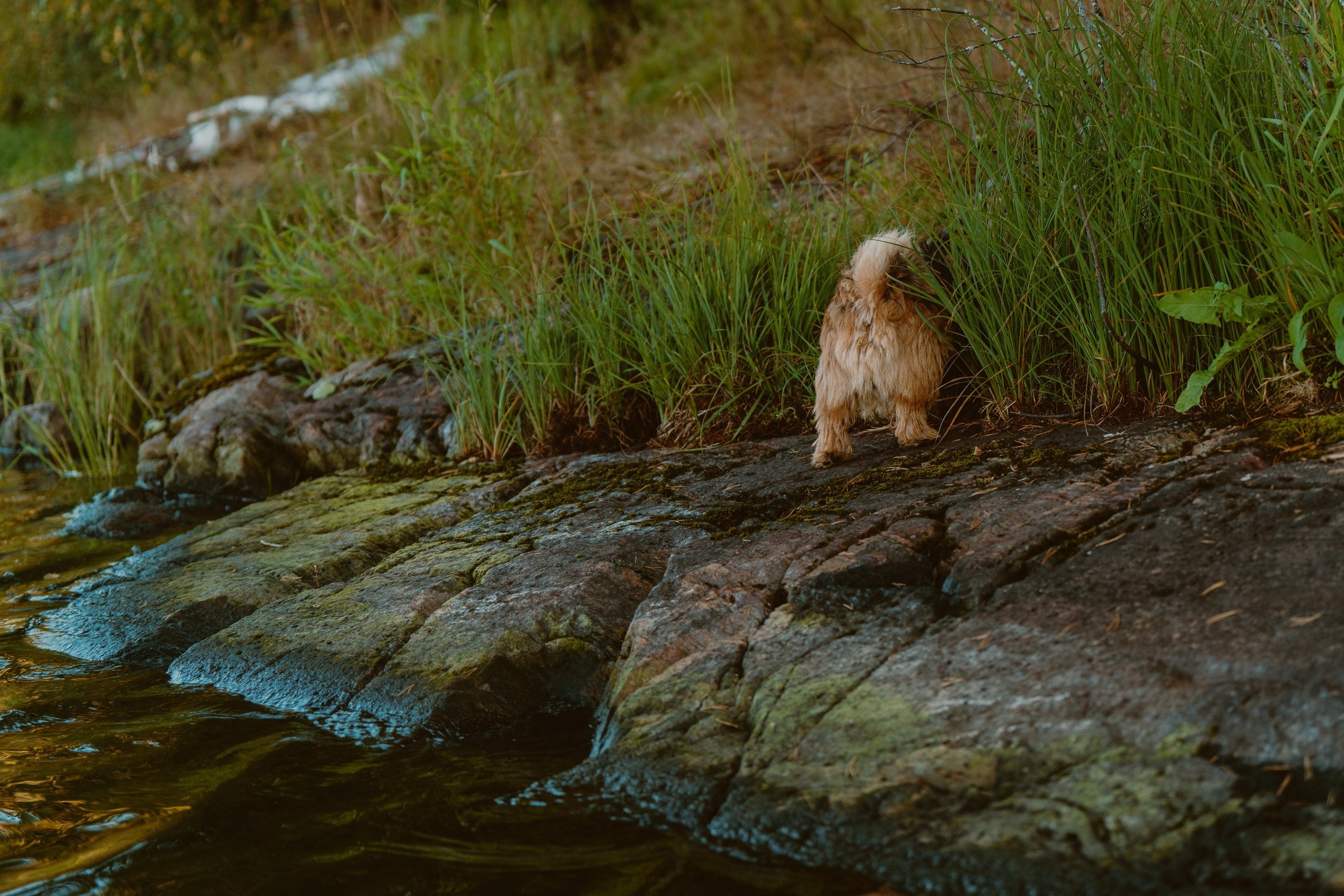условия и тарифы к фотографу, работающему в жанре анималистики, Олеся Майорова