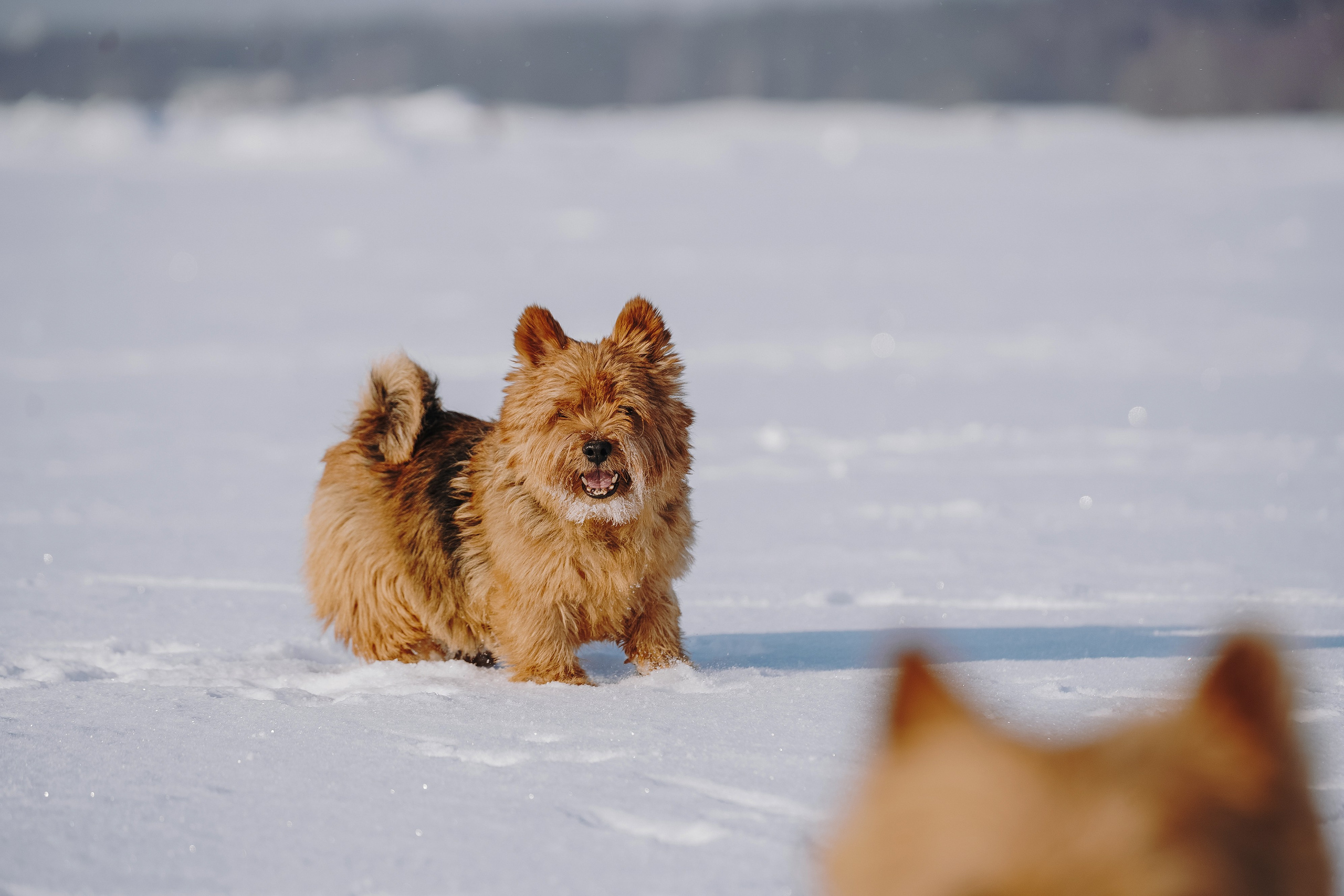 Цены за фотосессию с собакой. Фотограф анималист в Спб недорого Олеся Майорова