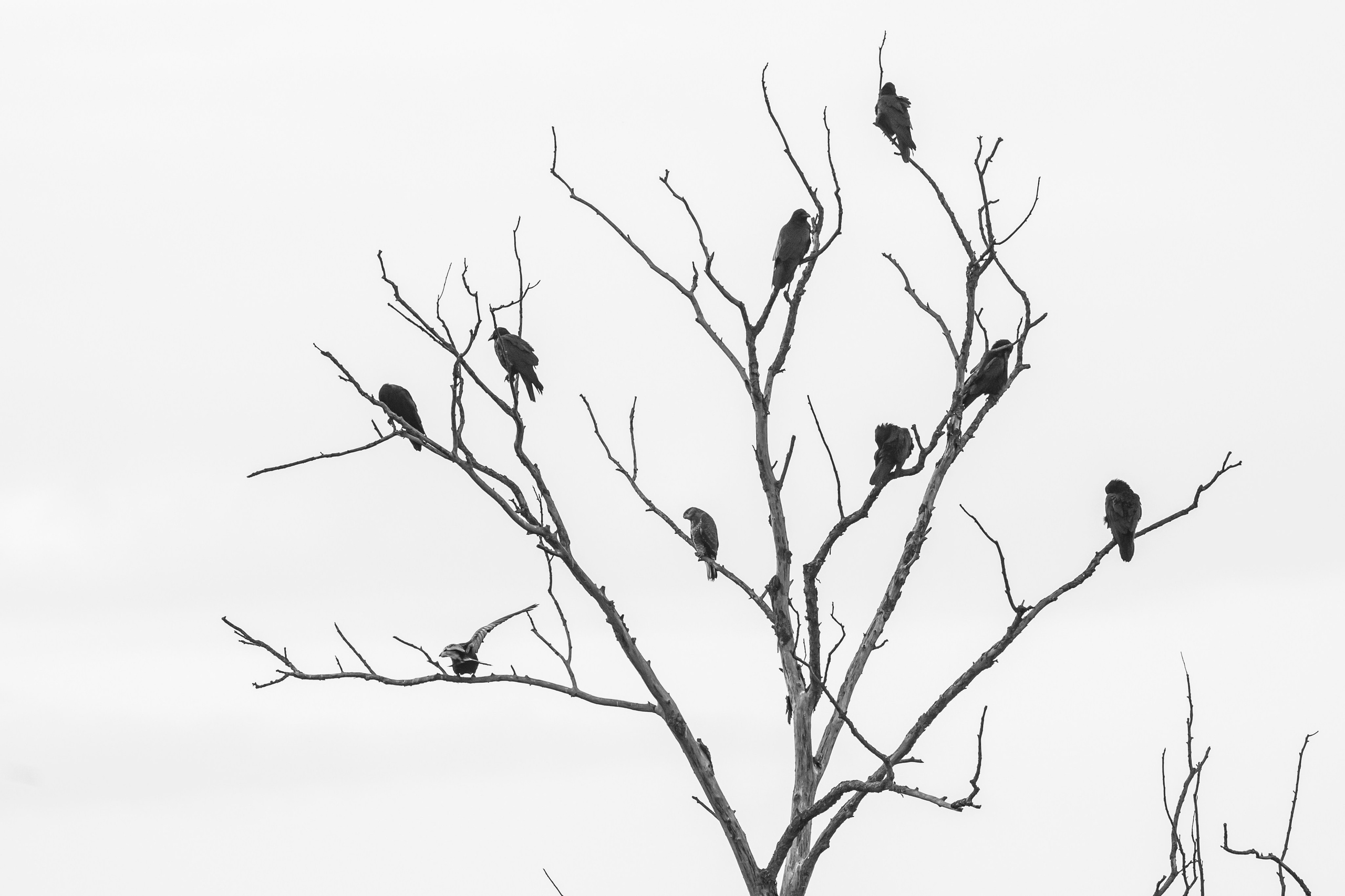 Журавлиный дзен. Crane Zen. Wildlife photography by Sergey Puponin