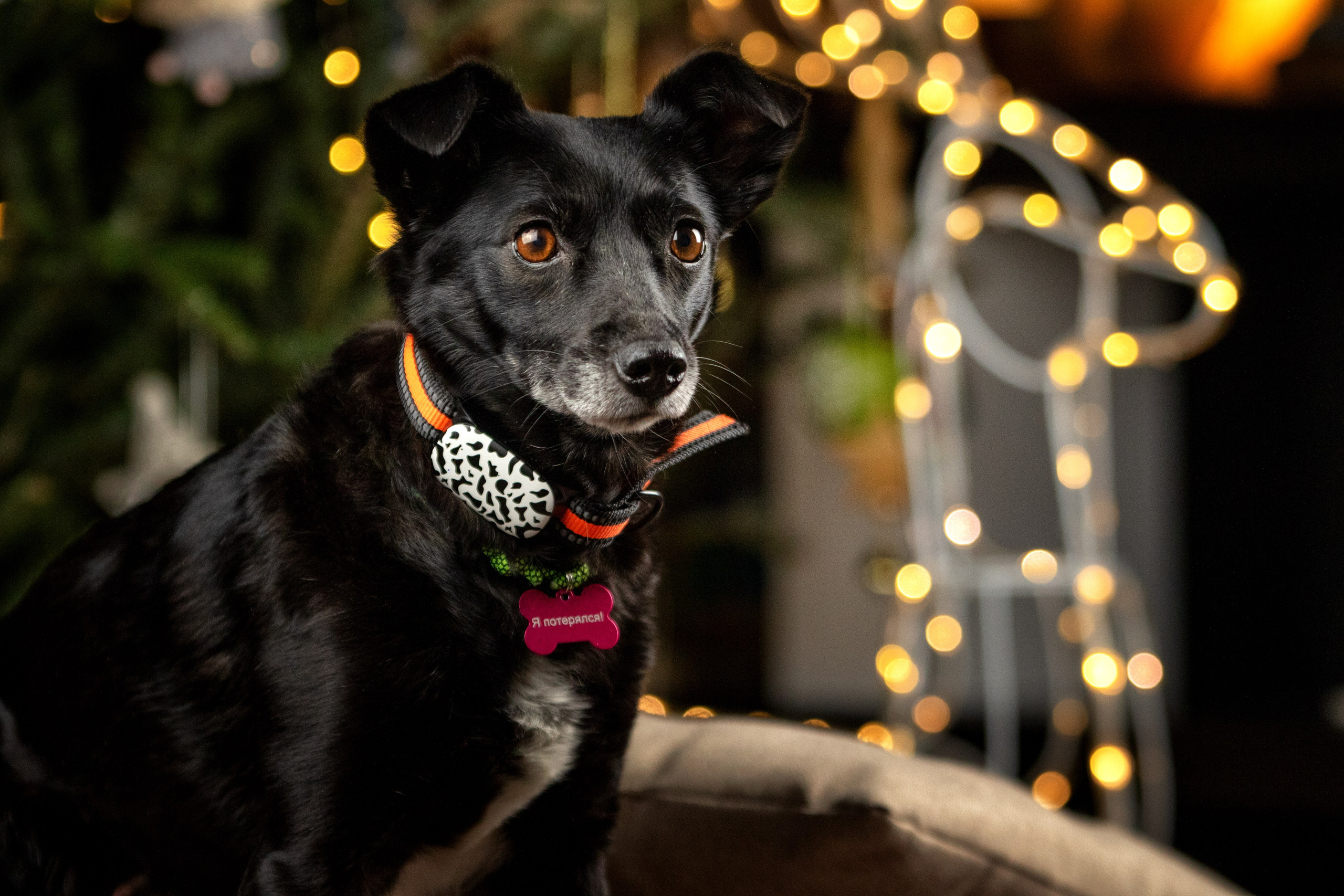 Рождественская история Бусинки. Фотограф-анималист Юлия Зубкова