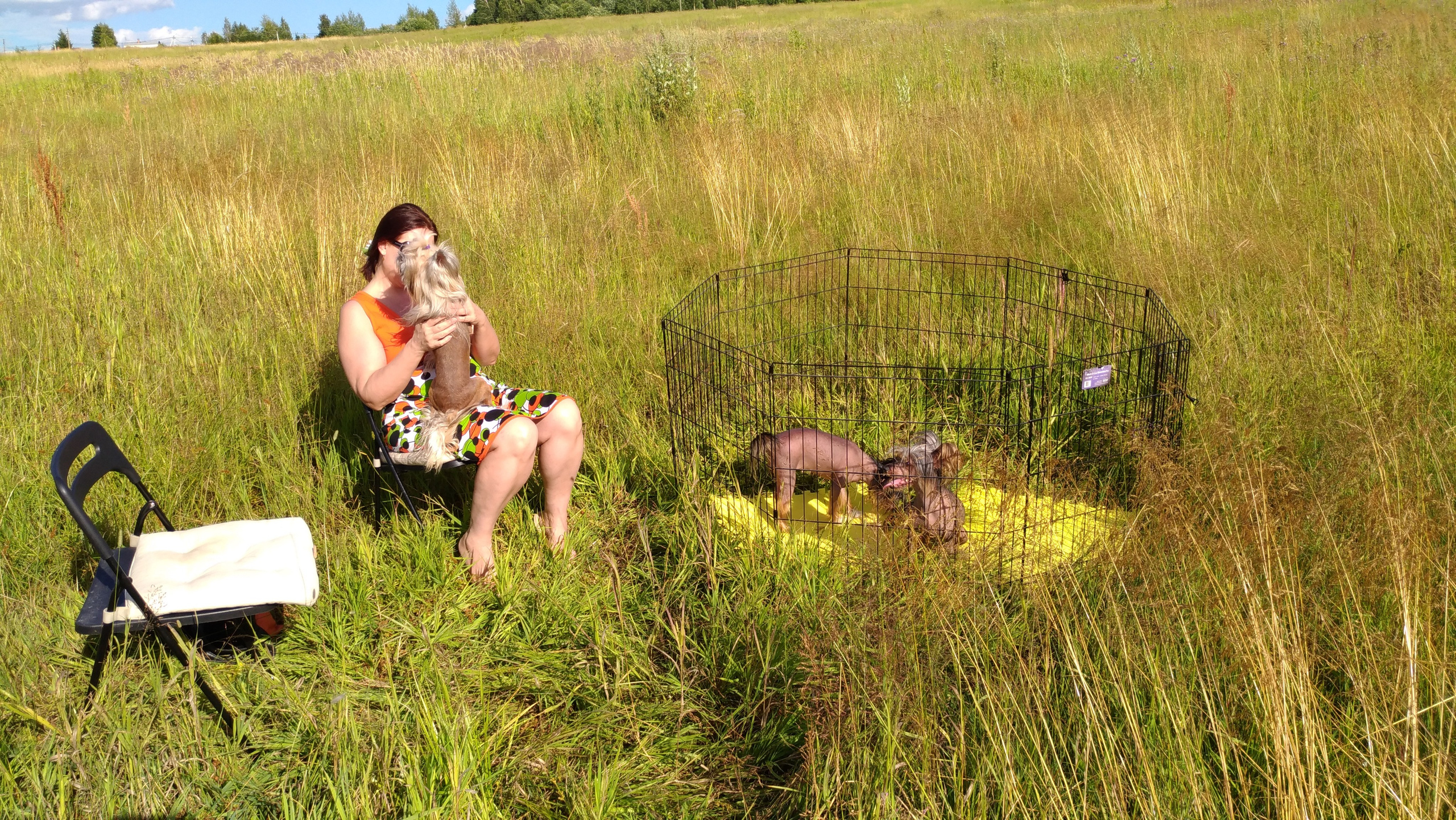 В поле под присмотром сокола. Питомник китайских хохлатых собак Poale Ell: купить щенка в питомнике