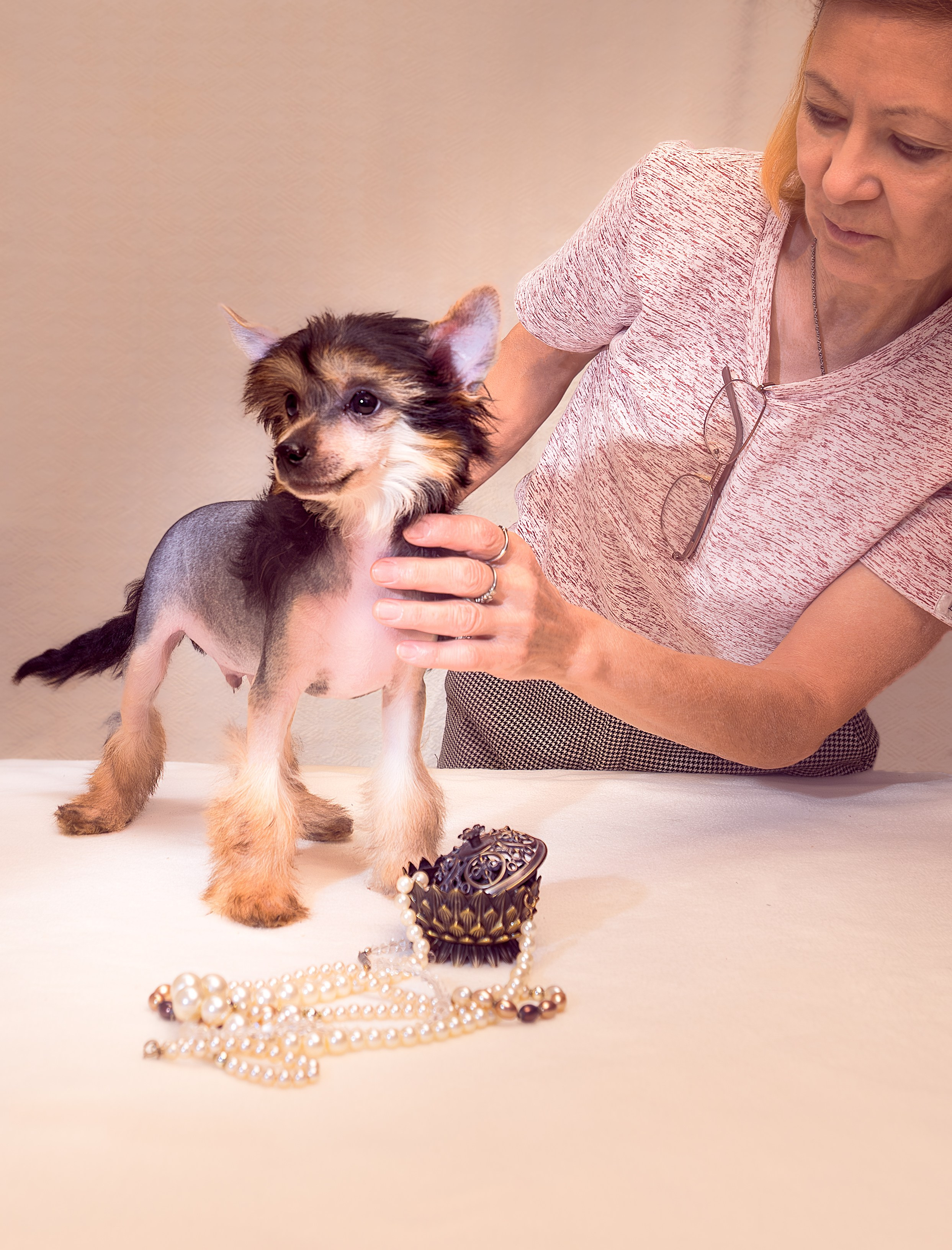 First photo session of the litter “F” of the Laisan Island kennel. Chinese Crested Dog Kennel Poale Ell