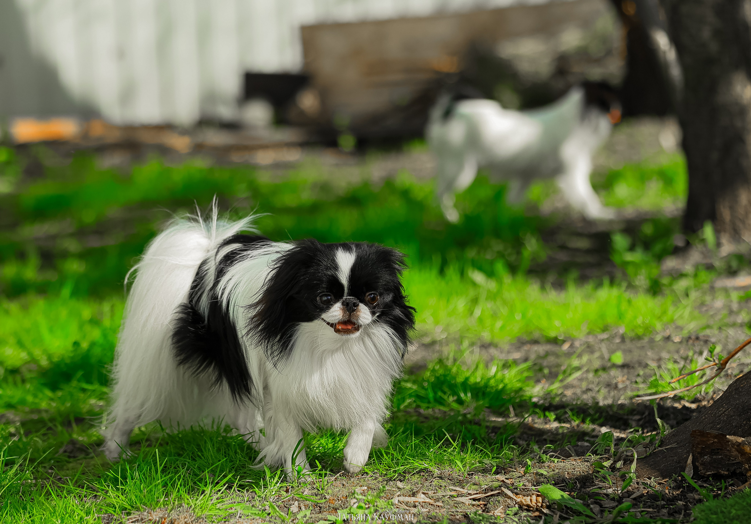 Японский хин, фотография японский хин, собака в цветах, красивая собака, фотограф анималист, фотокурс Анималистика, научиться фотографировать собак, фотограф Новосибирск