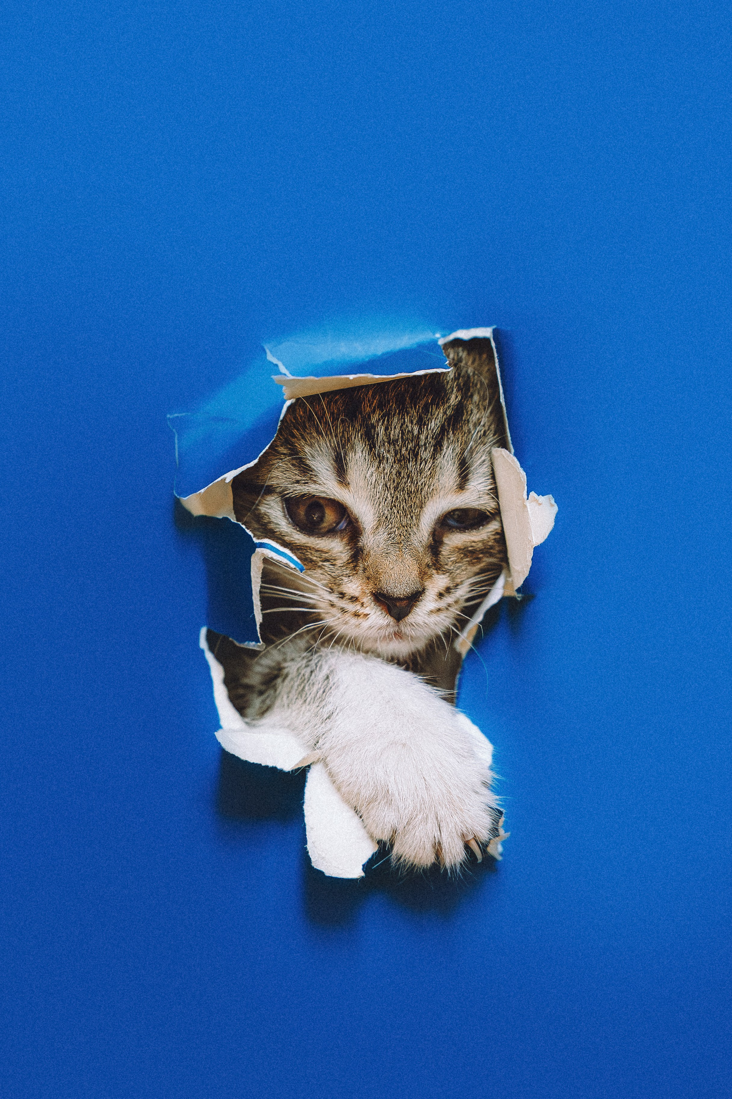 Более 30 идей для фотосессии с котенком