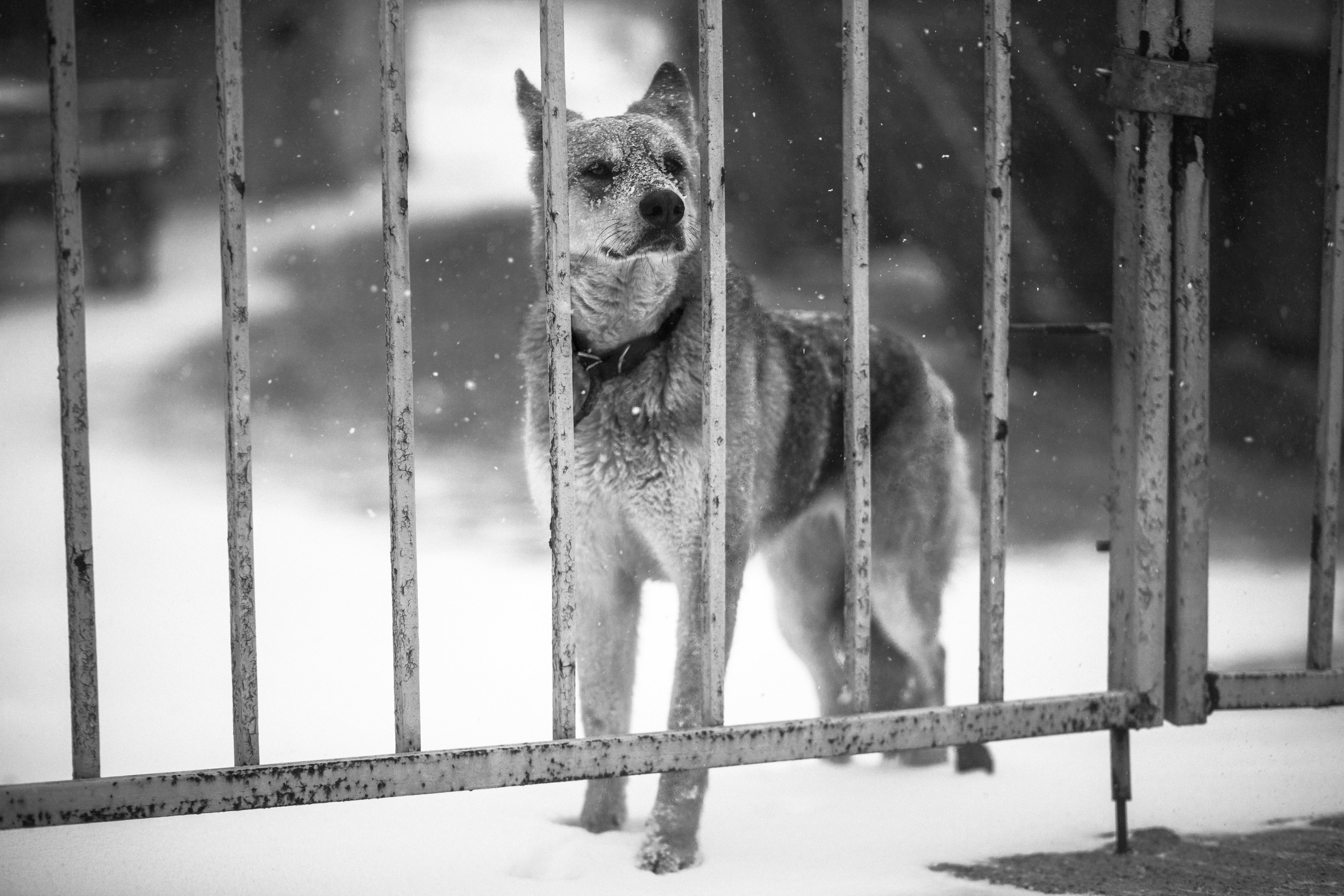 Улицы Люди на улицах Природа Животные — фотограф Оля Волчкова