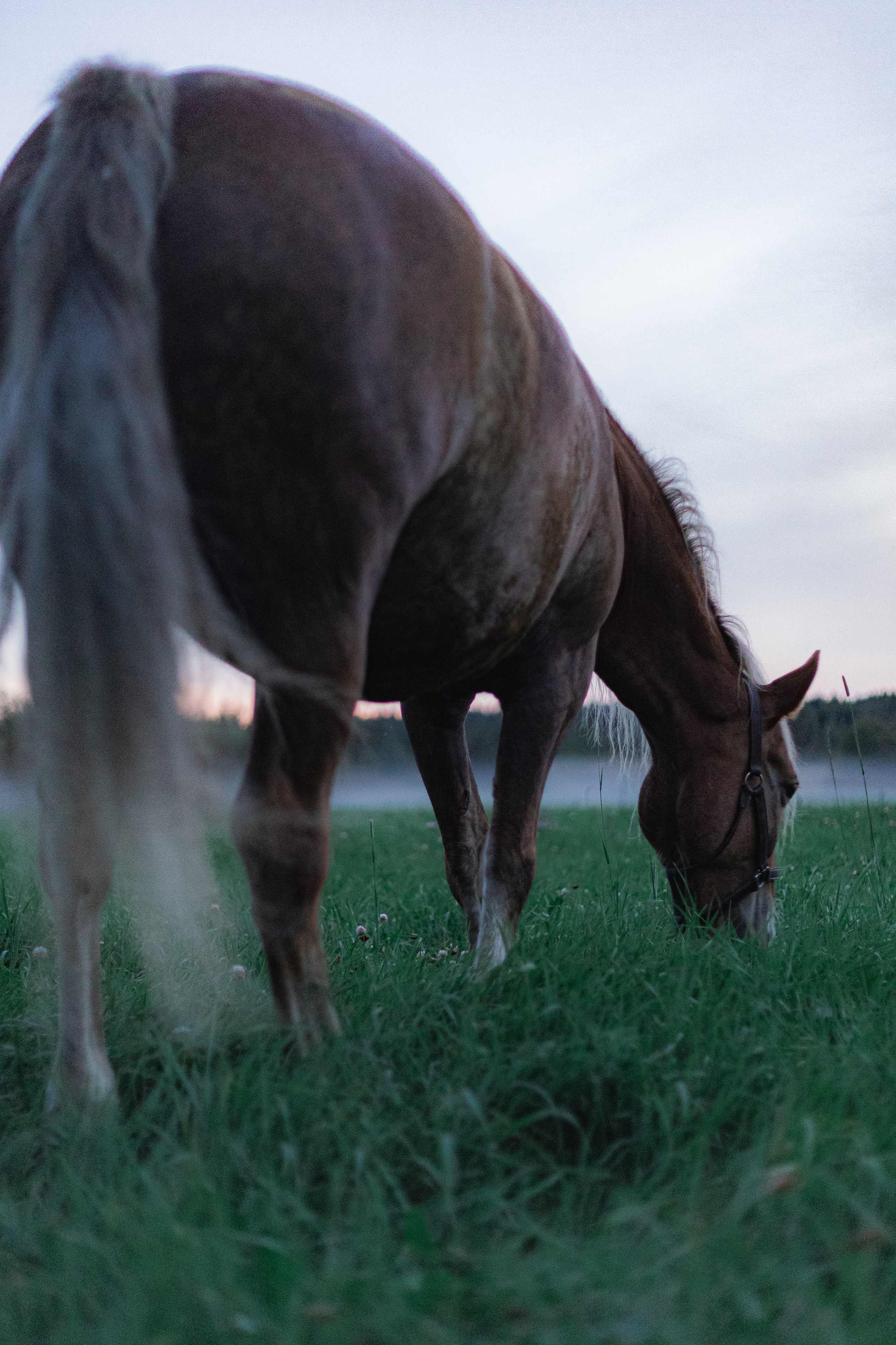 Лошади в поле. Фотограф в Санкт-Петербурге и Москве Наталья Милли
