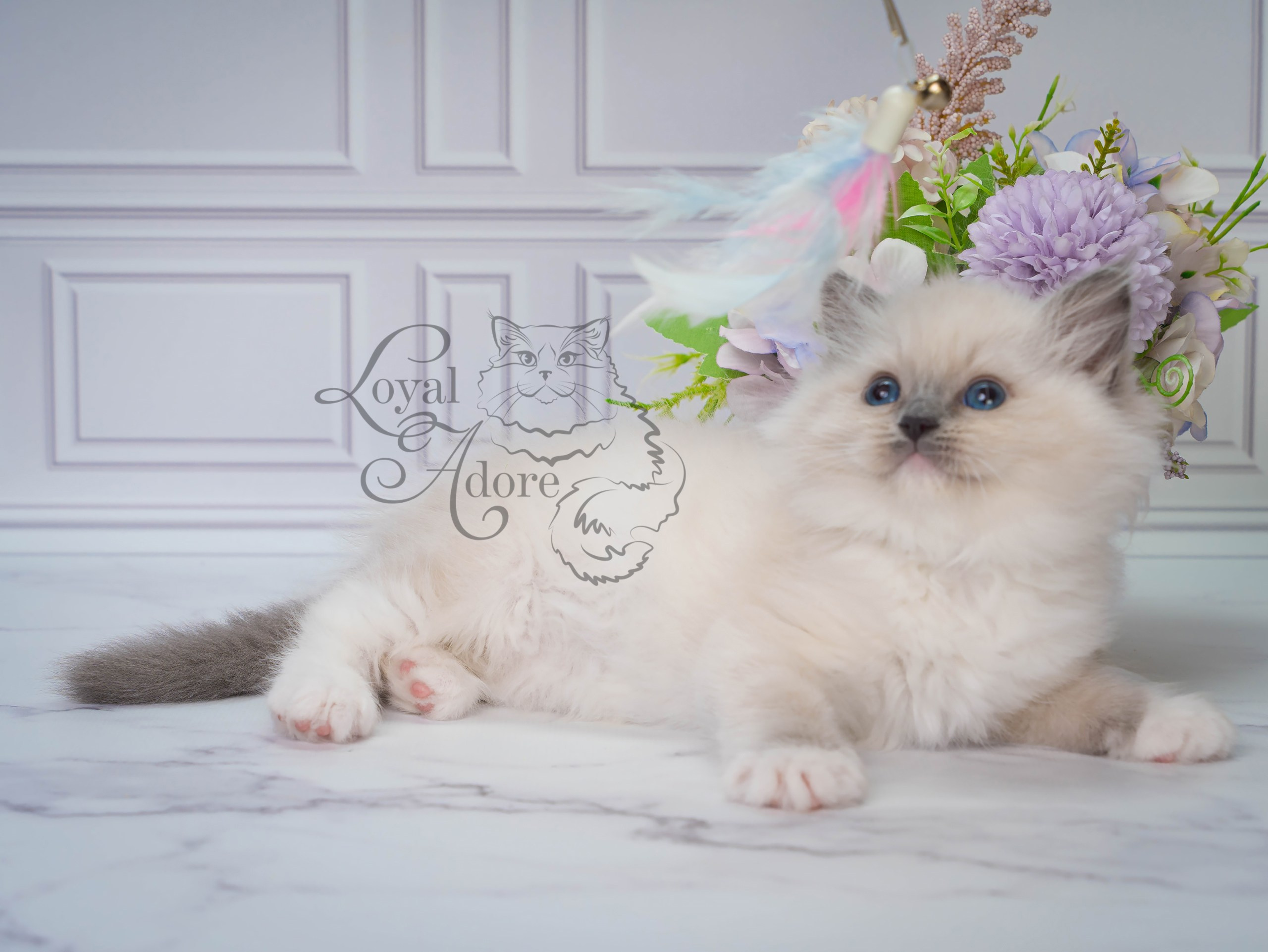Котята рэгдолл от Loyal Adore. Питомник рэгдолл Loyal Adore