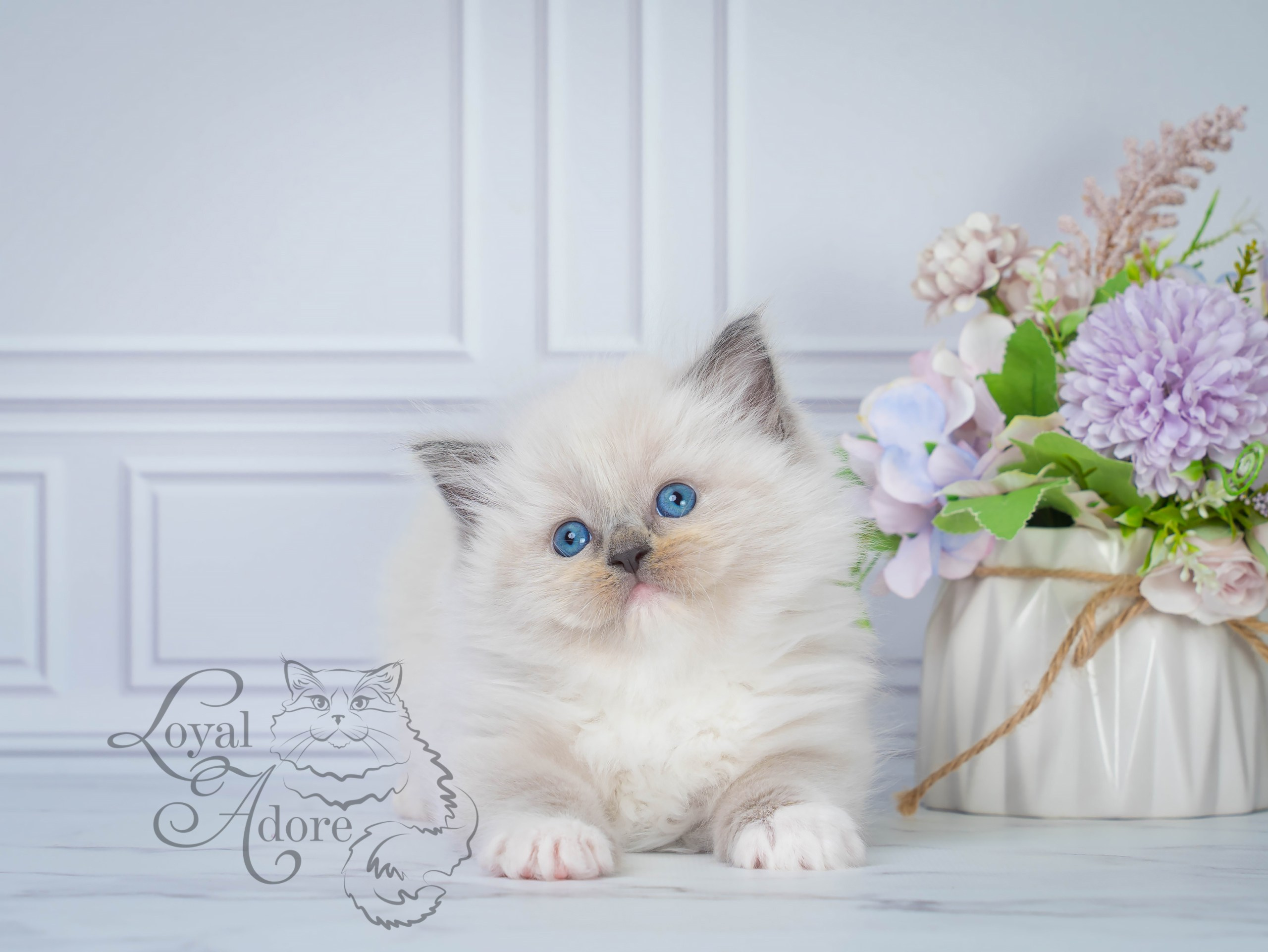 Все свободные котята. Питомник рэгдолл Loyal Adore