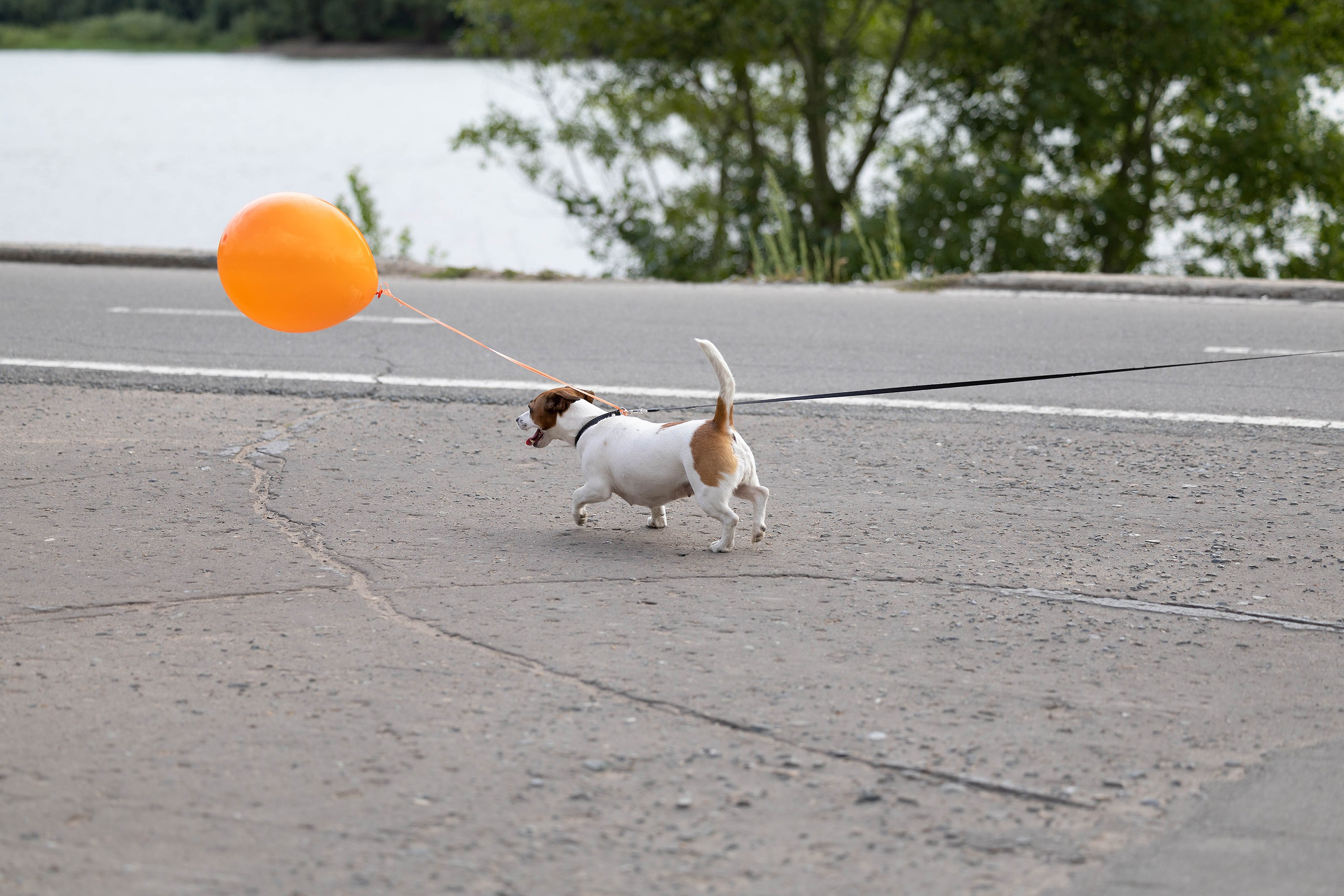 Корги-туса. Фотограф-анималист в Омске Екатерина Маричева