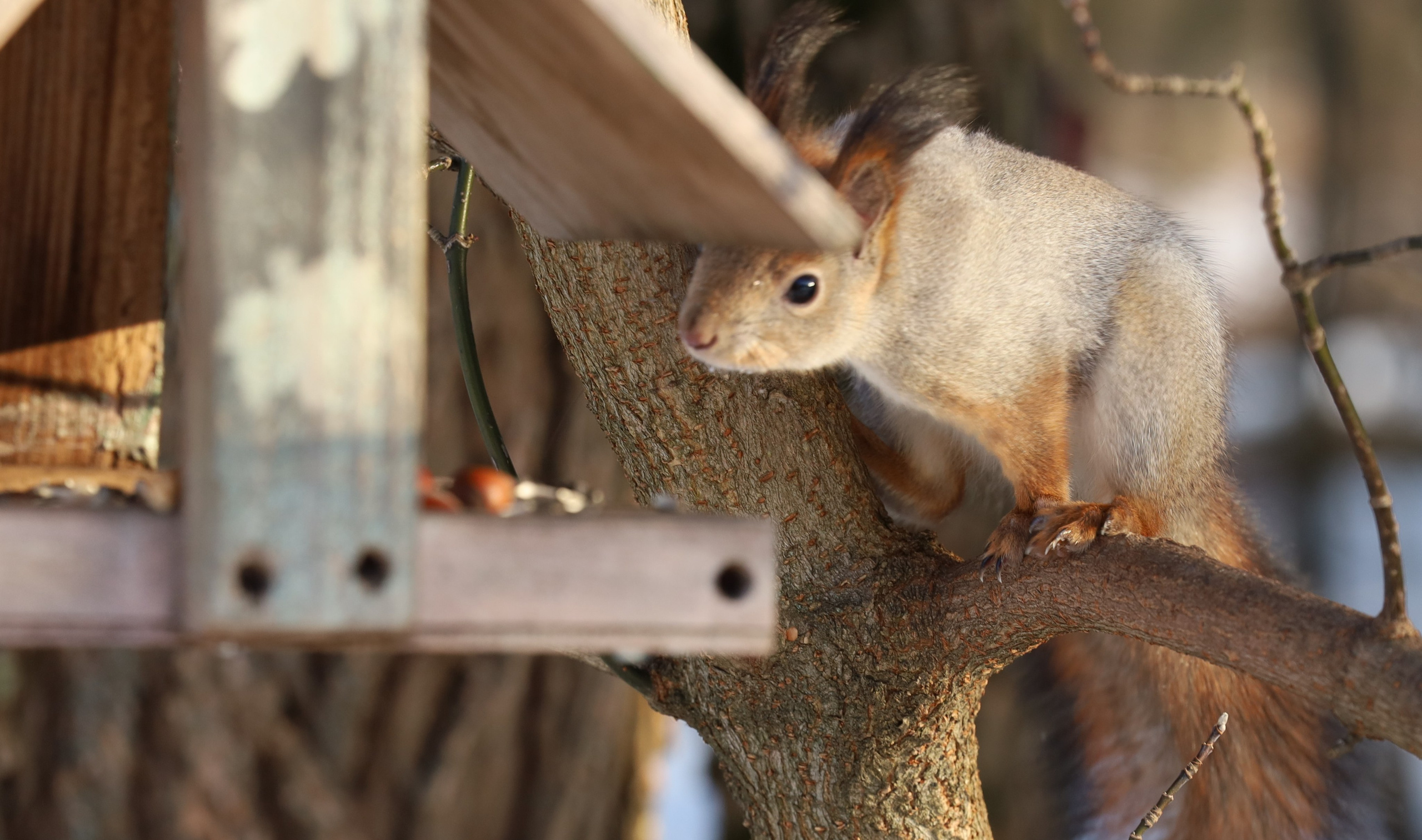 Зимний лес. Photo-gerz.ru