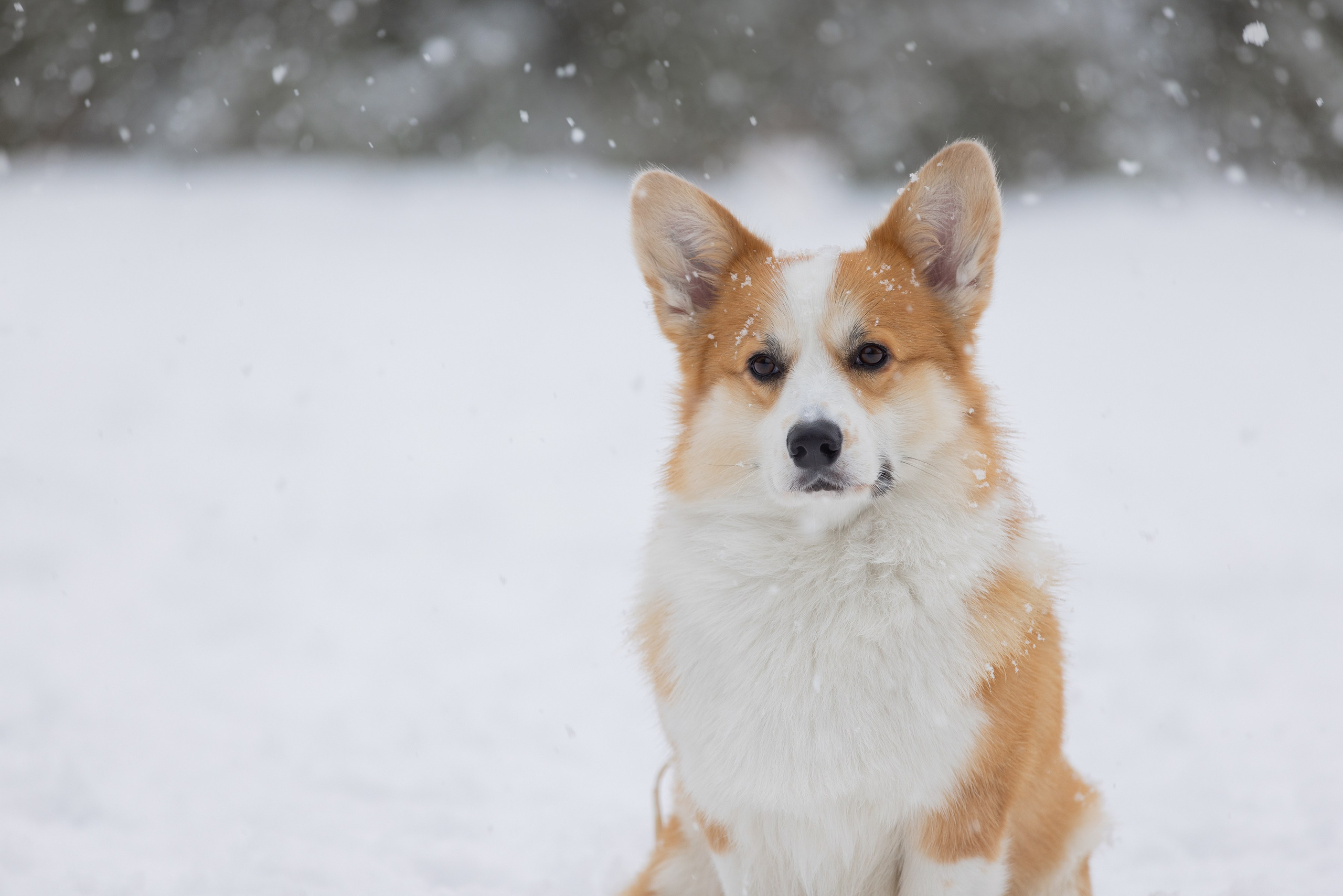 Фотограф Алена Звездина
