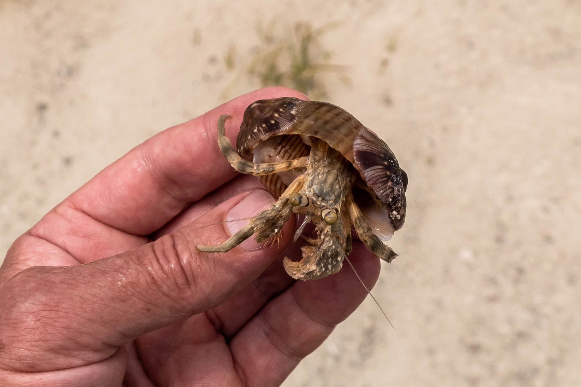 Африка, Танзания, Занзибар, Нунгви. Africa, Tanzania, Zanzibar, Nungwi. Фотограф Алексей Скоробогатько