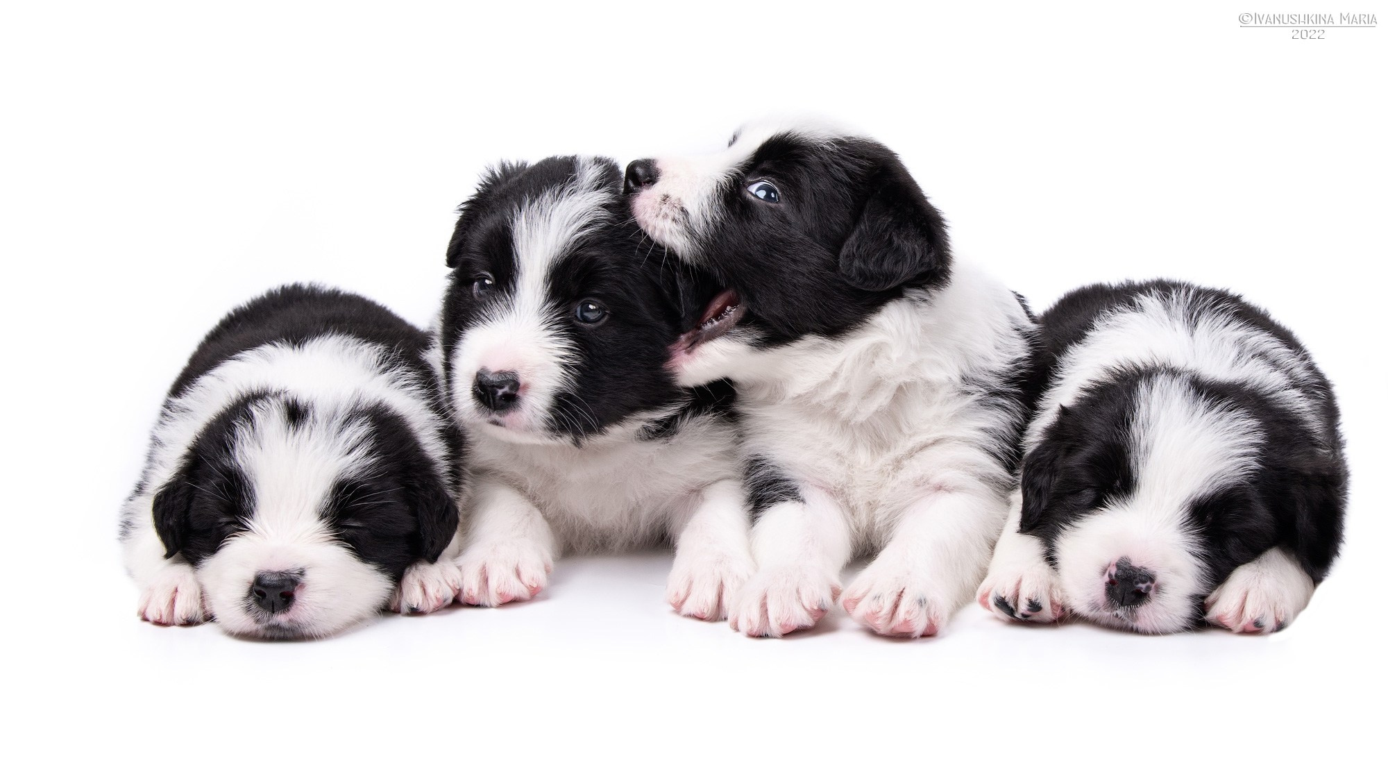 щенки бордер колли