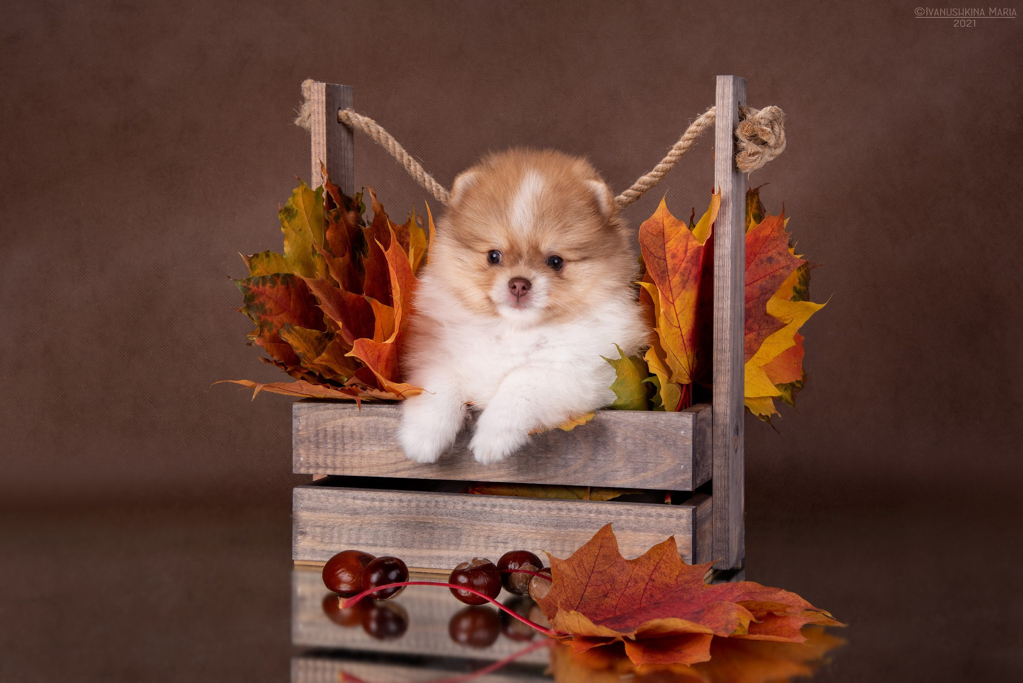 Фотосессия щенков на фонах. Фотограф собак в Москве и Московской области Иванушкина Мария