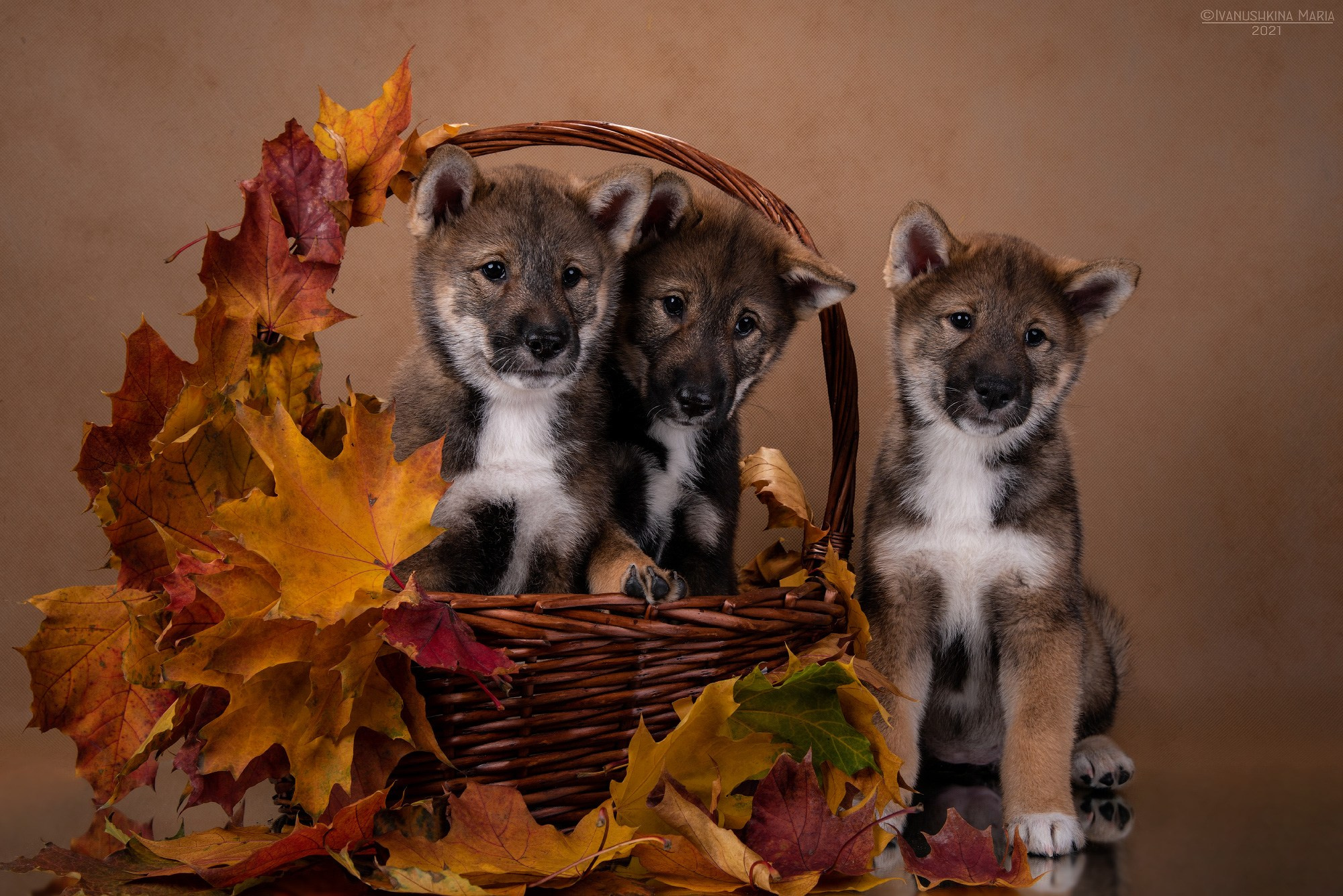 Фотосессия щенков на фонах. Фотограф собак в Москве и Московской области Иванушкина Мария