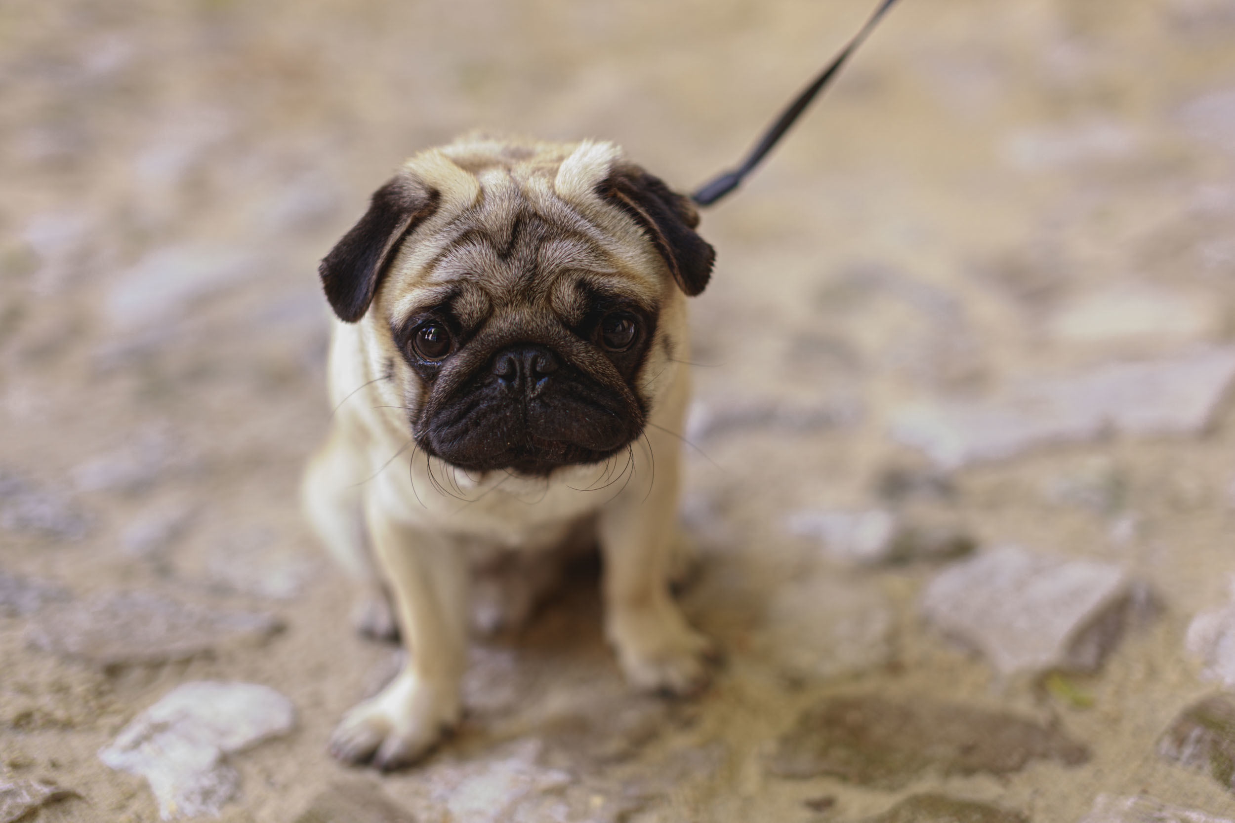 ФотоFest 2020 года. Калужский городской фотоконкурс