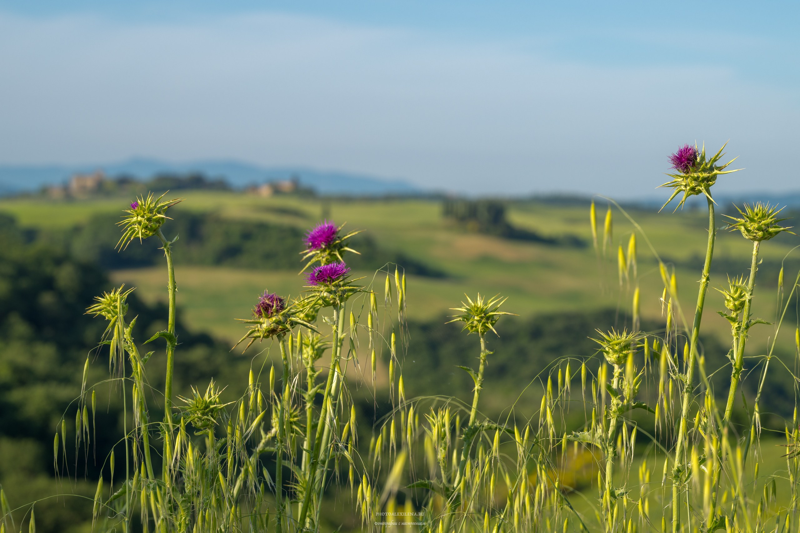 Долина Крете Сенези (Crete Senesi). Авторские стильные фотокартины