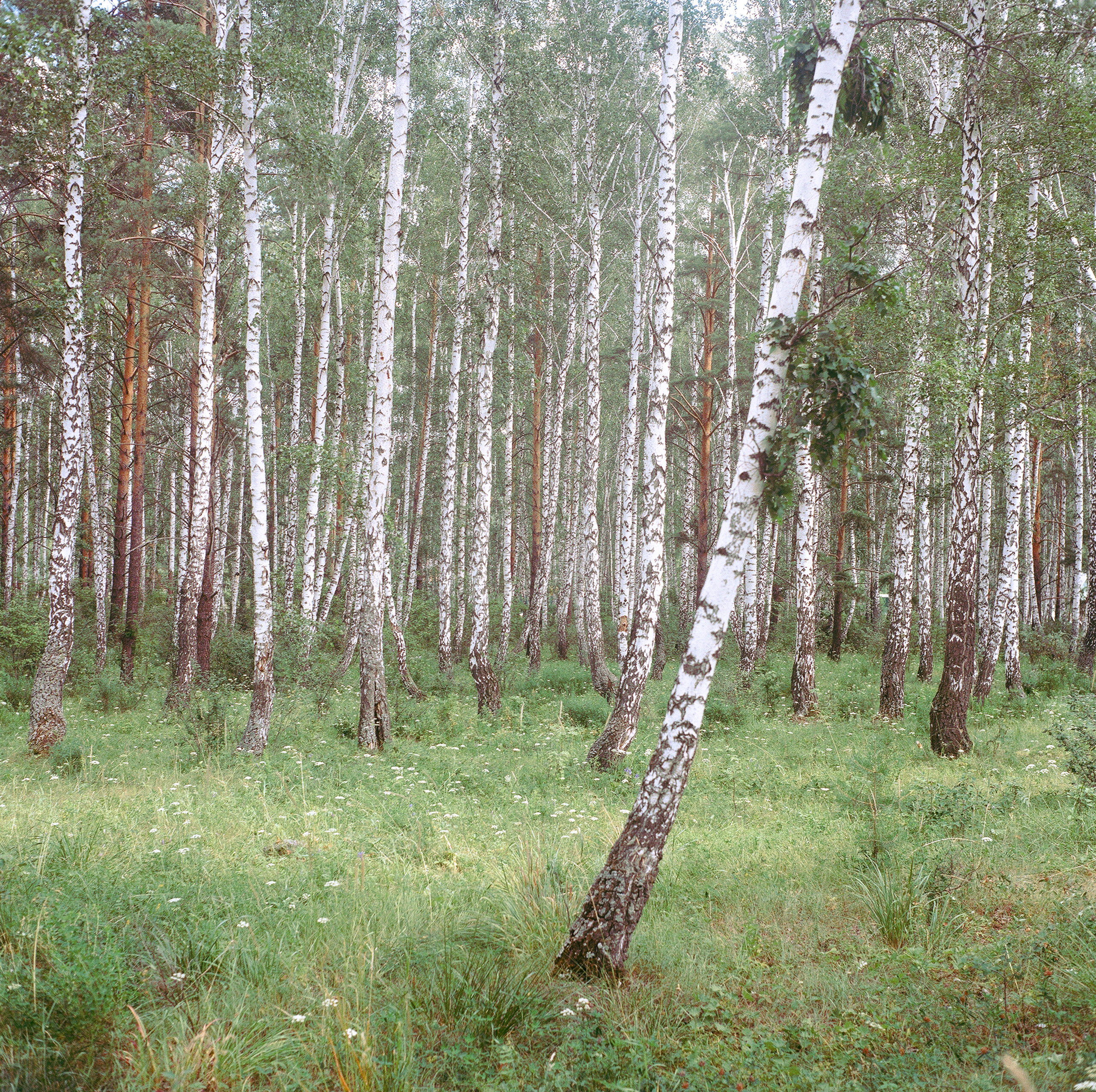 A birch grove near the Bashkir village of Dautovo on Lake Itkul.