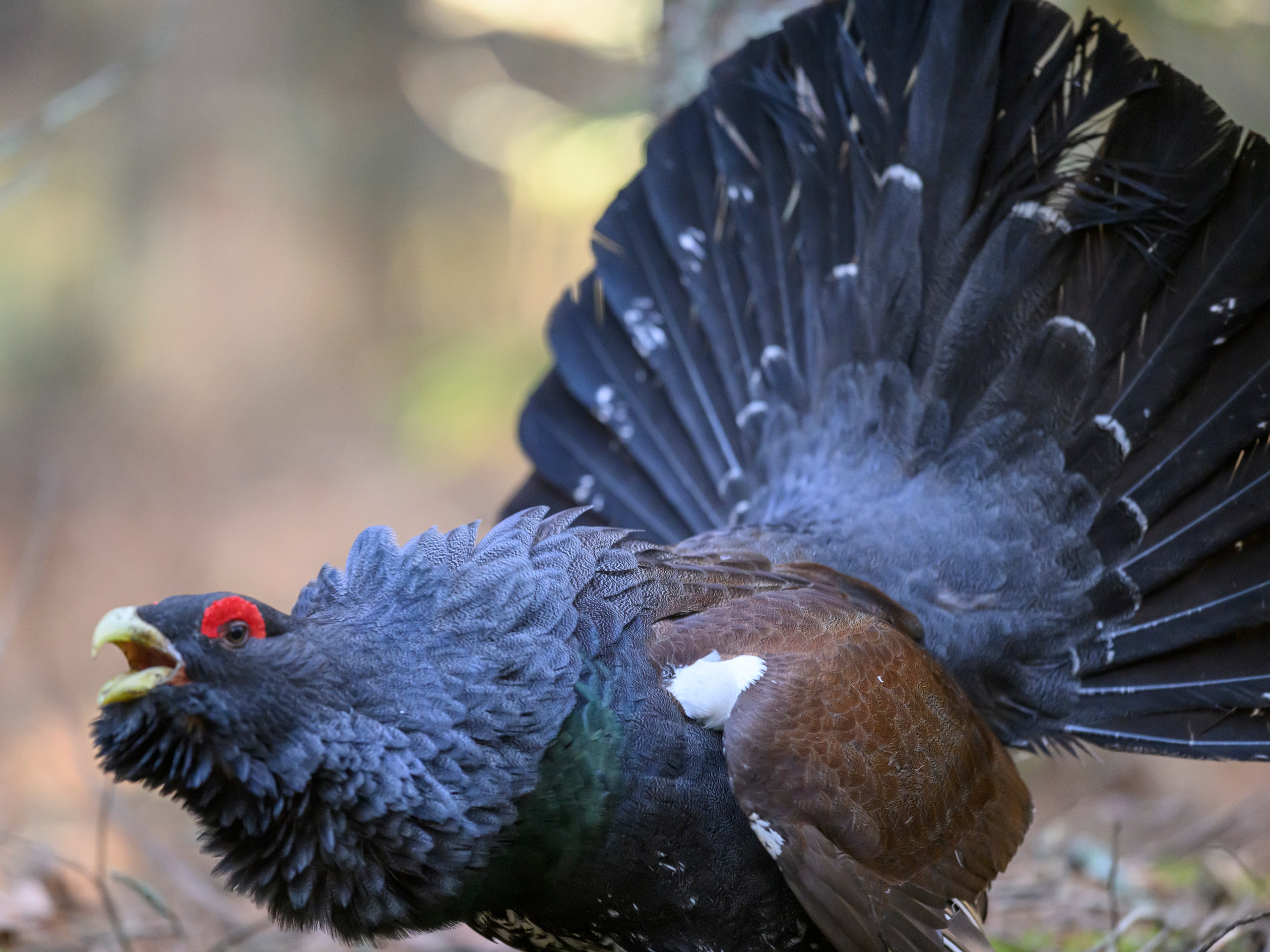 Глухарь / Wood grouse. Фотограф Сергей Пупонин