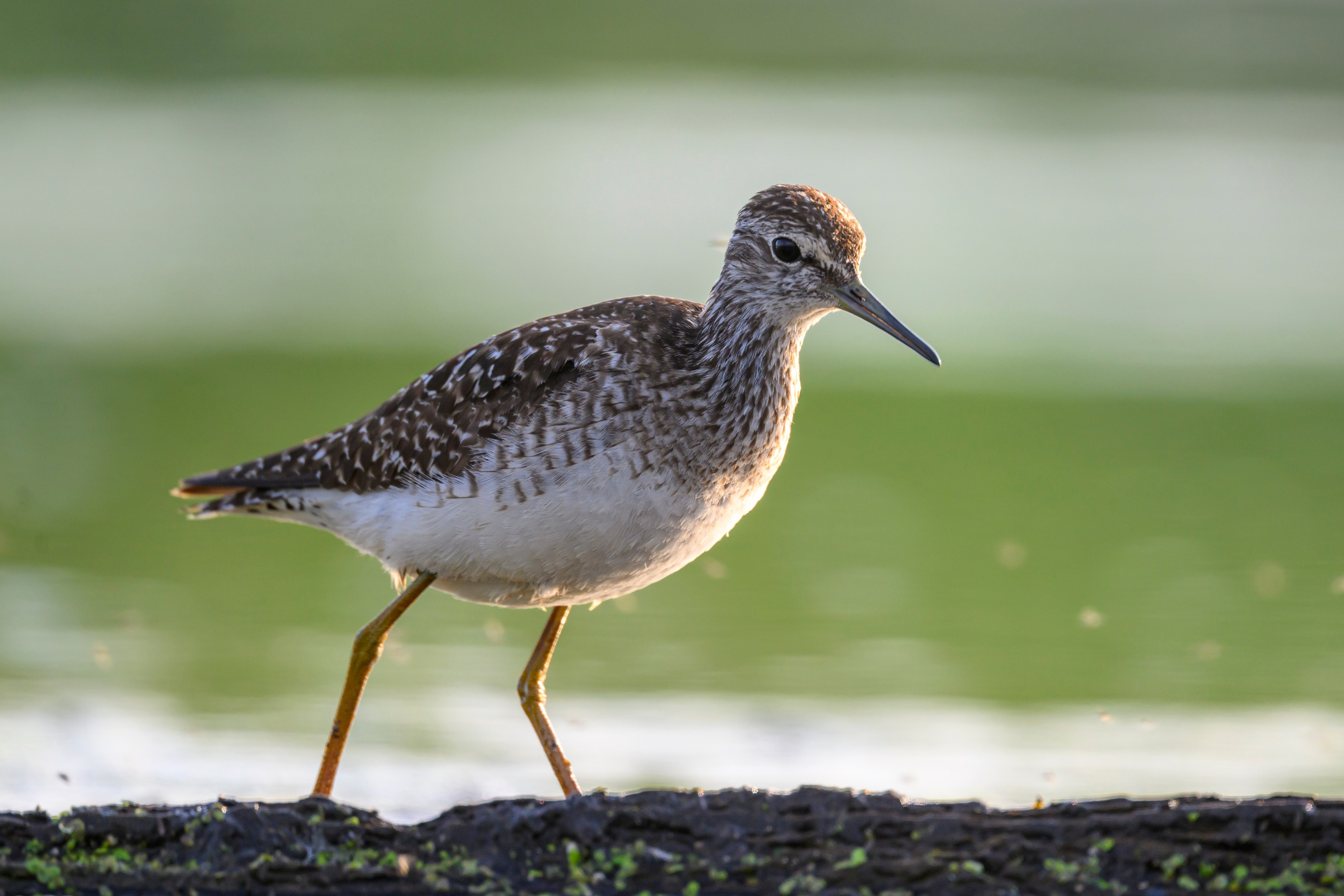 Поручейники и щеголь. Wildlife photography by Sergey Puponin