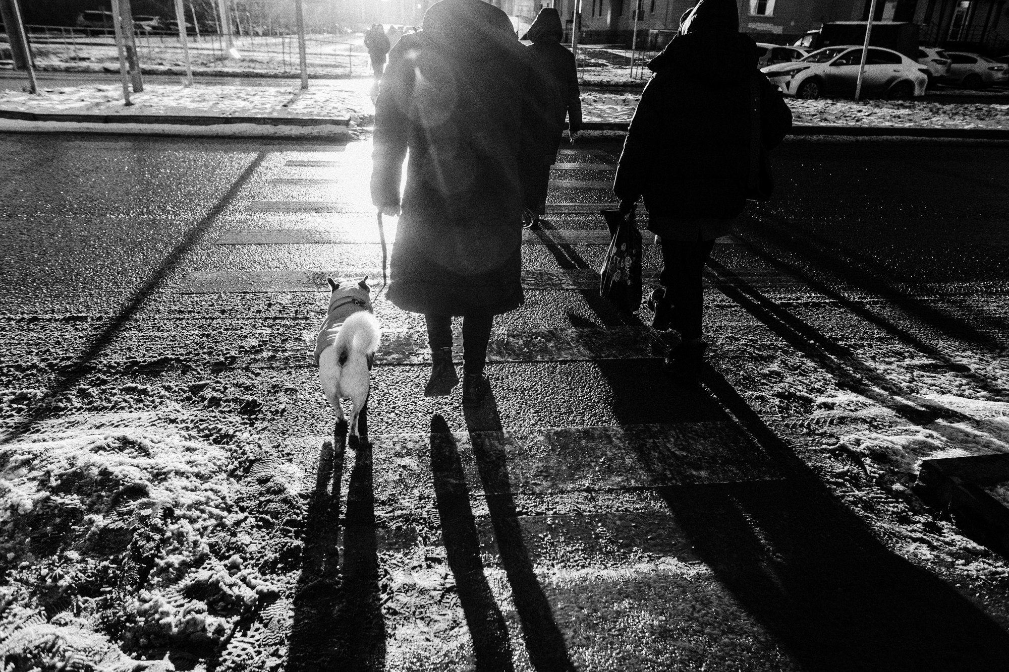 Мужская фотосессия с собакой в Тюмени — Саша и Тони. Фотограф Дарья Мустафина, Тюмень