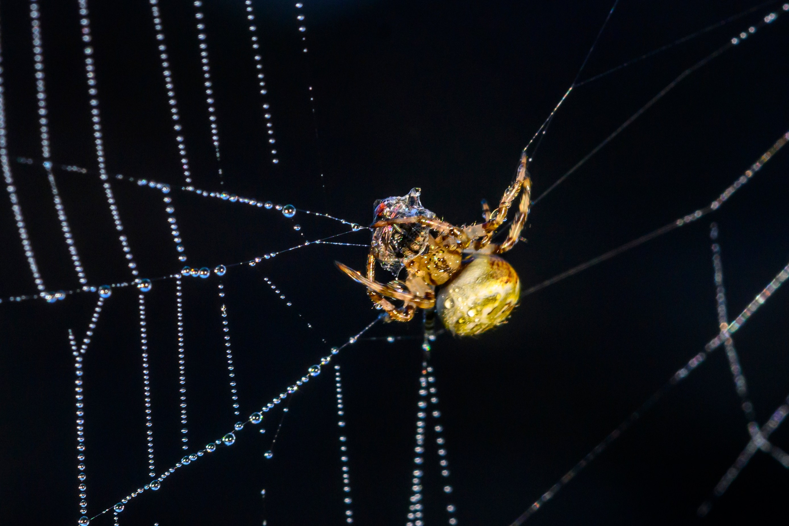 Первая охота совят. The first hunt of owlets. Фотограф Сергей Пупонин