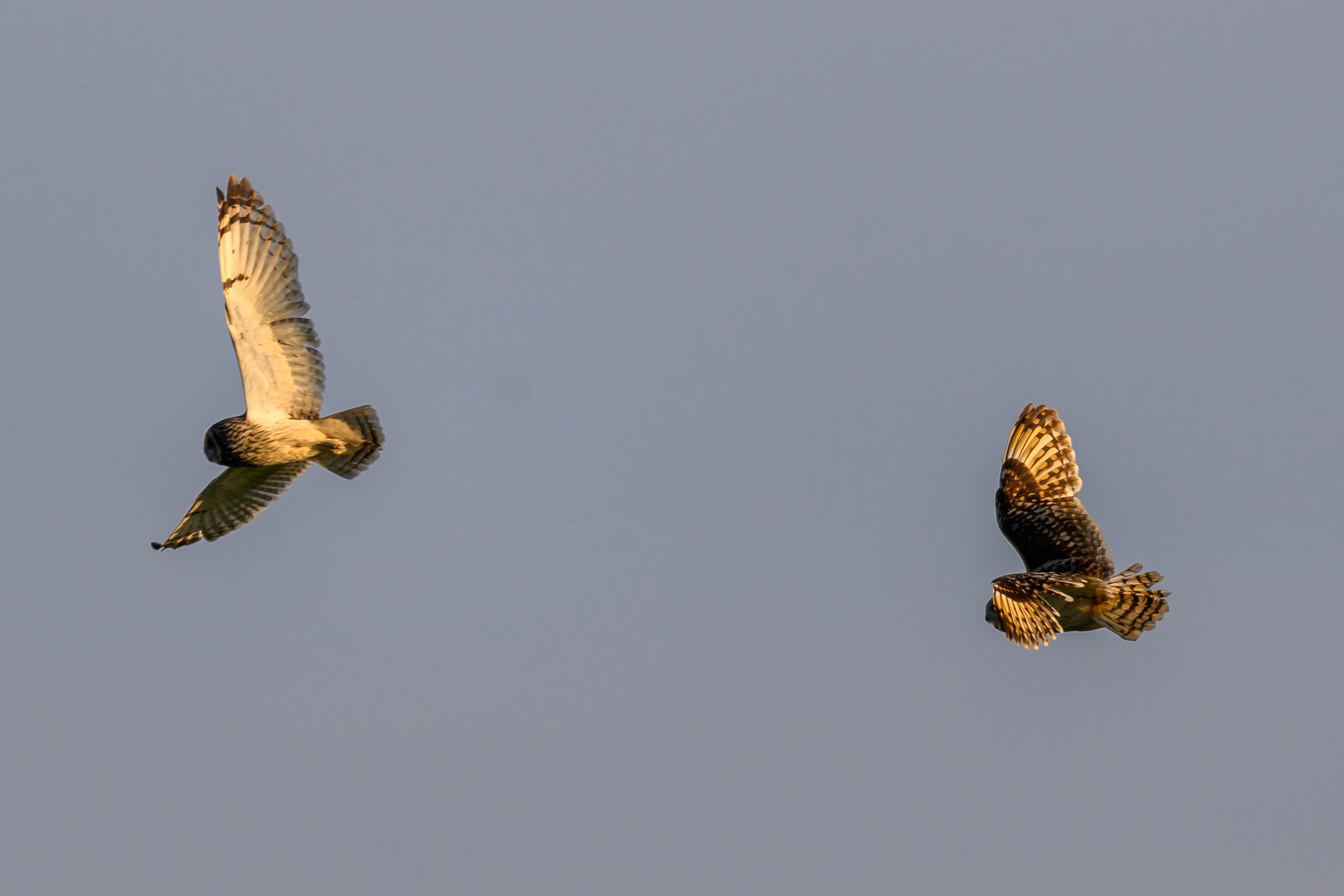 Битва сов и кормление совят. The Owl Battle and Feeding the Nestlings. Фотограф Сергей Пупонин