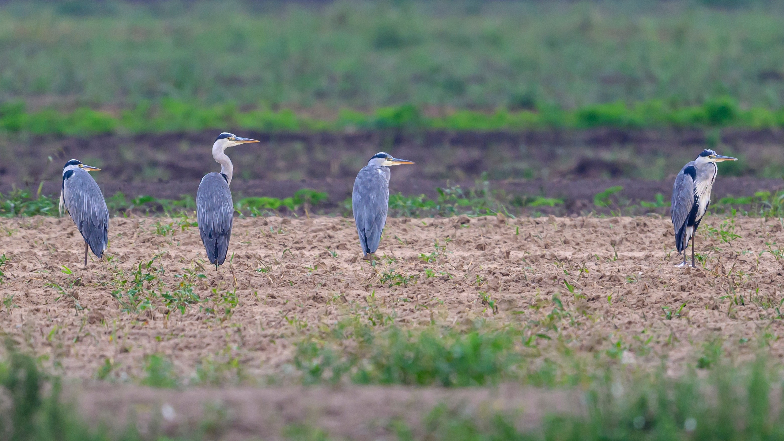 Луни и цапли | Harriers and Herons. Wildlife photography by Sergey Puponin