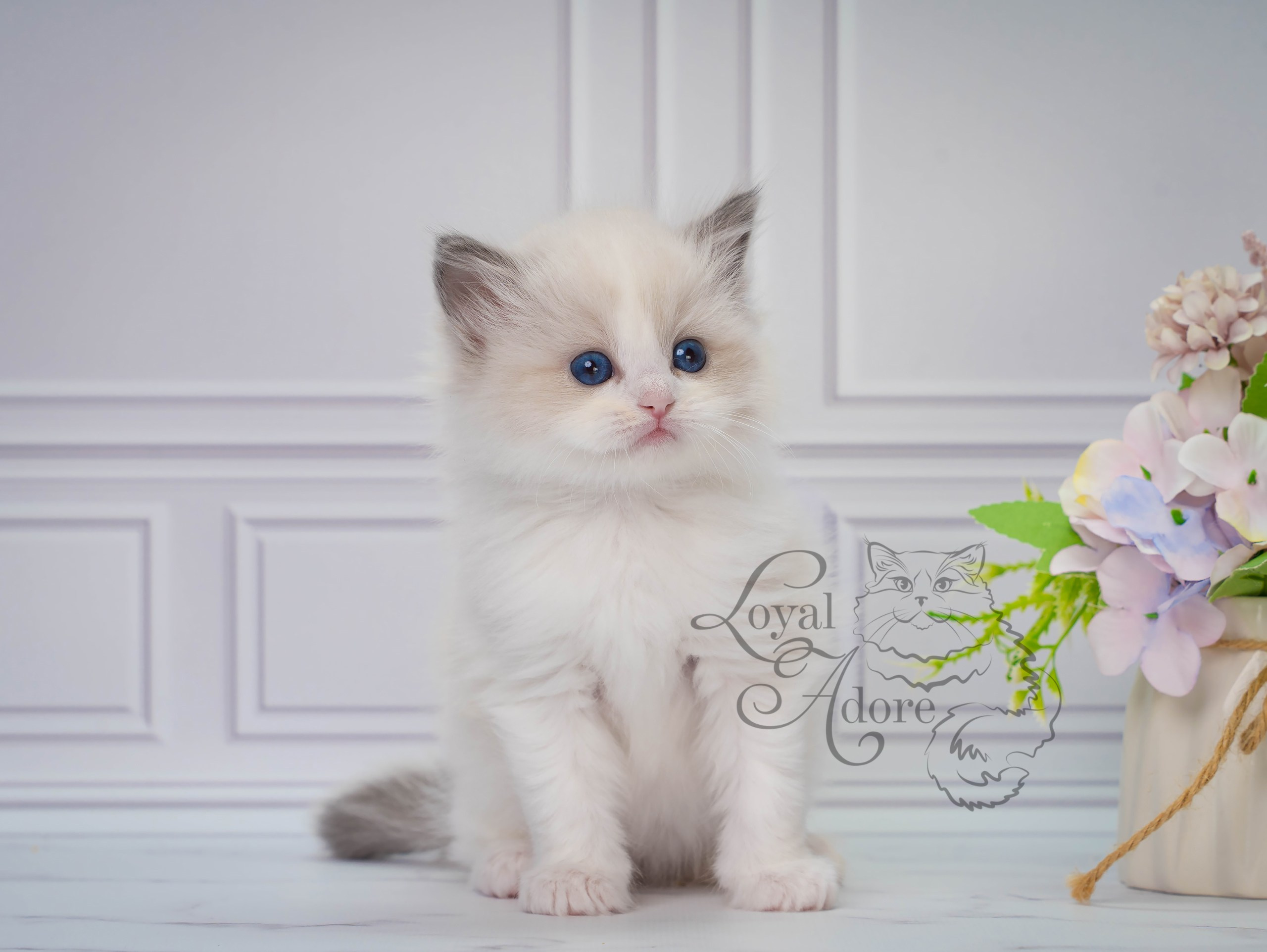 Котята рэгдолл от Loyal Adore. Питомник рэгдолл Loyal Adore
