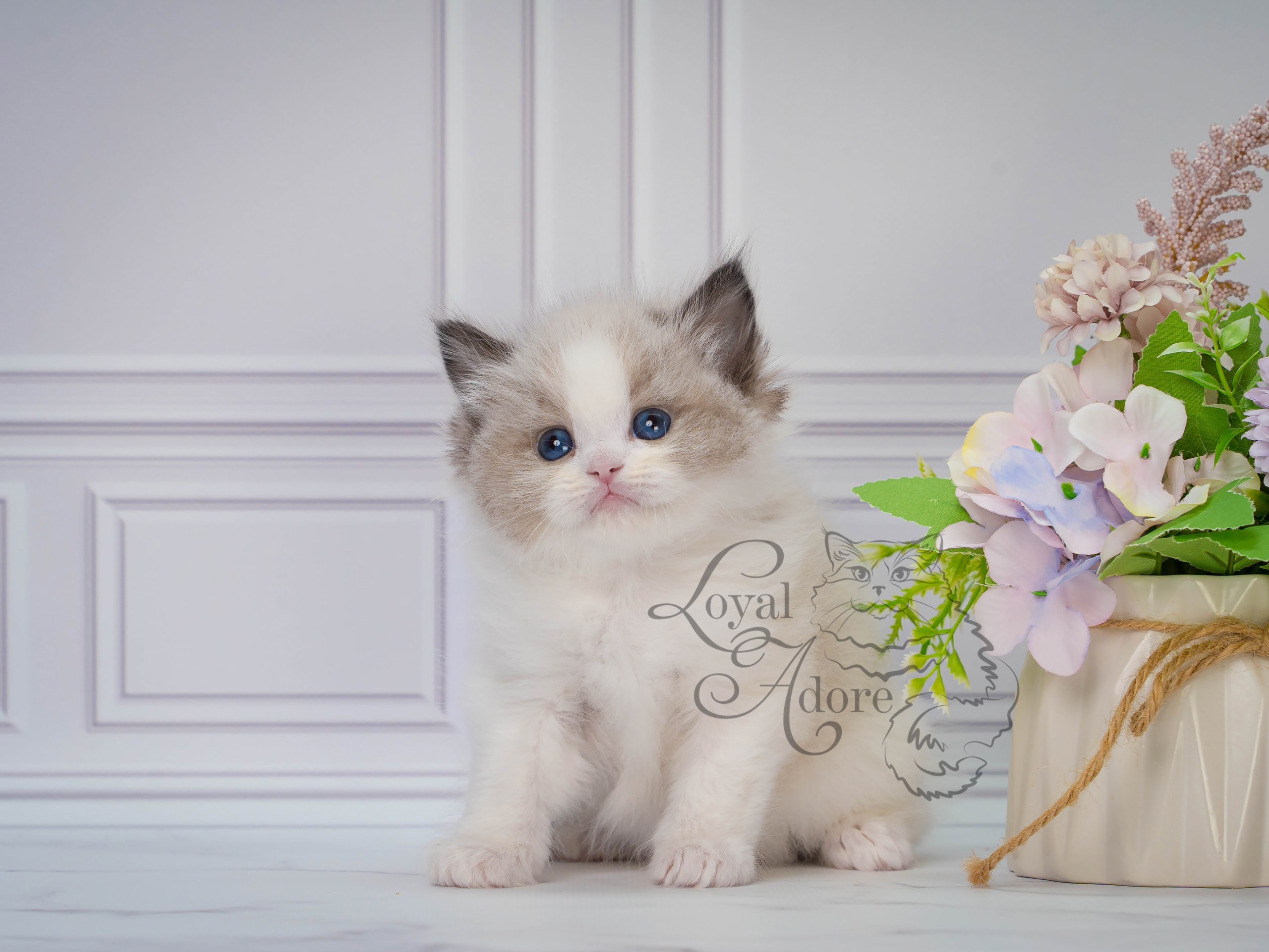 Котята рэгдолл от Loyal Adore. Питомник рэгдолл Loyal Adore