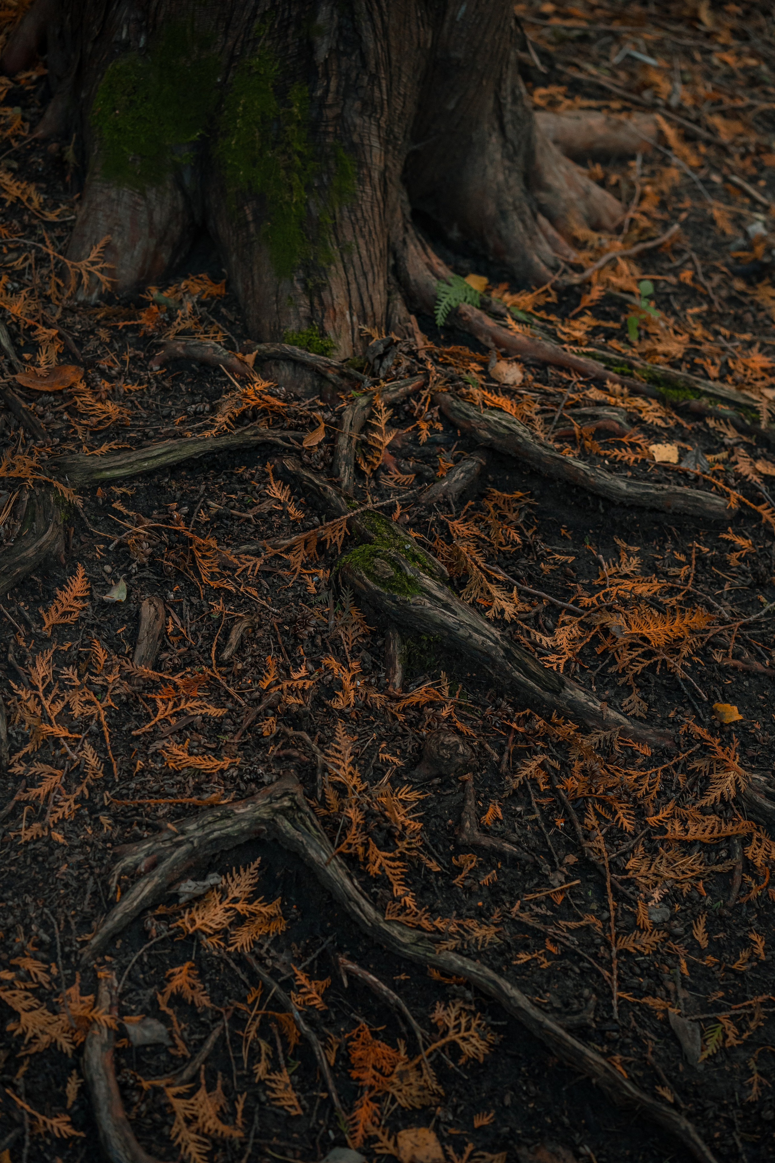 Извилистые терренкуры. Юля Дэй • Фотограф, Санкт-Петербург