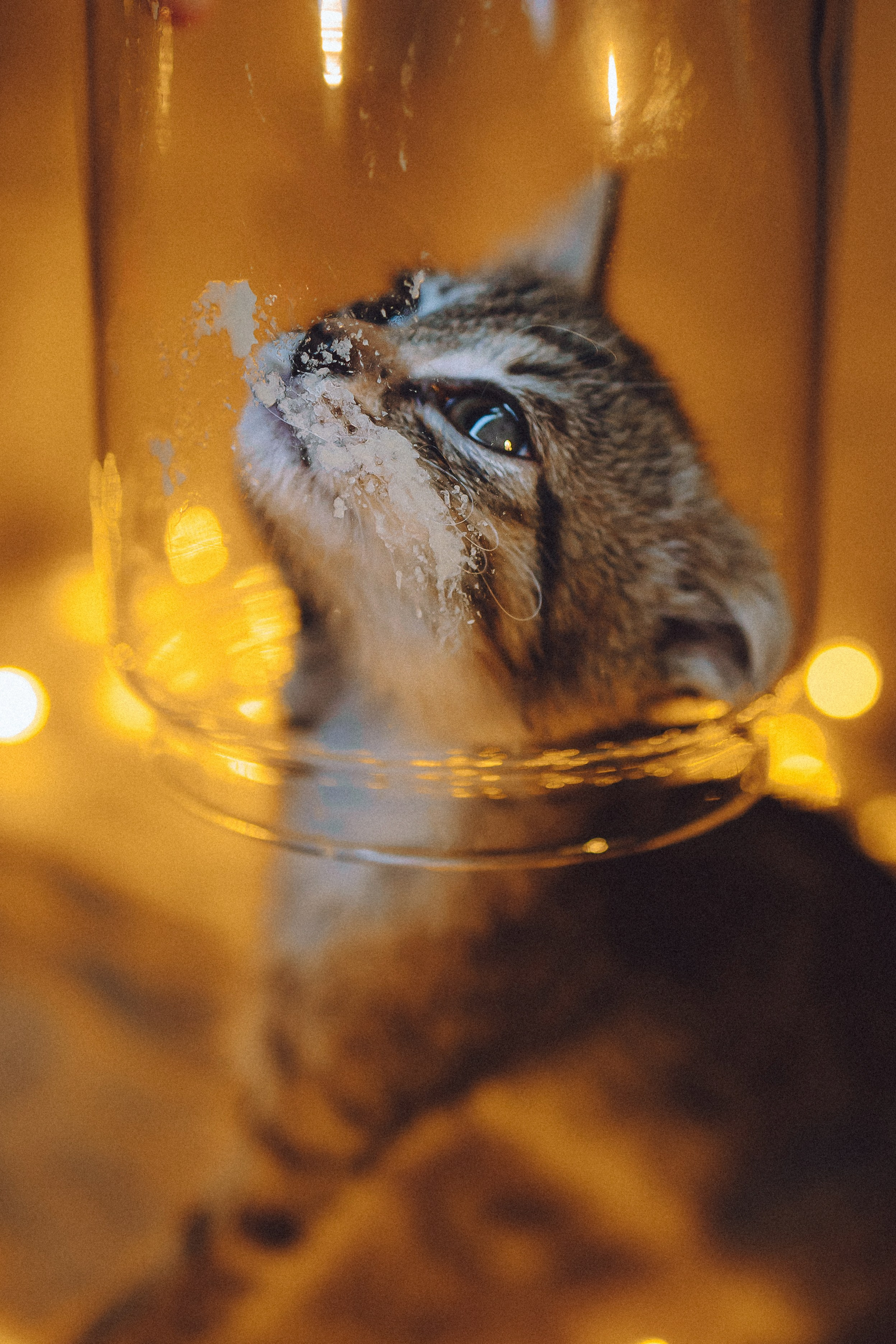 Более 30 идей для фотосессии с котенком