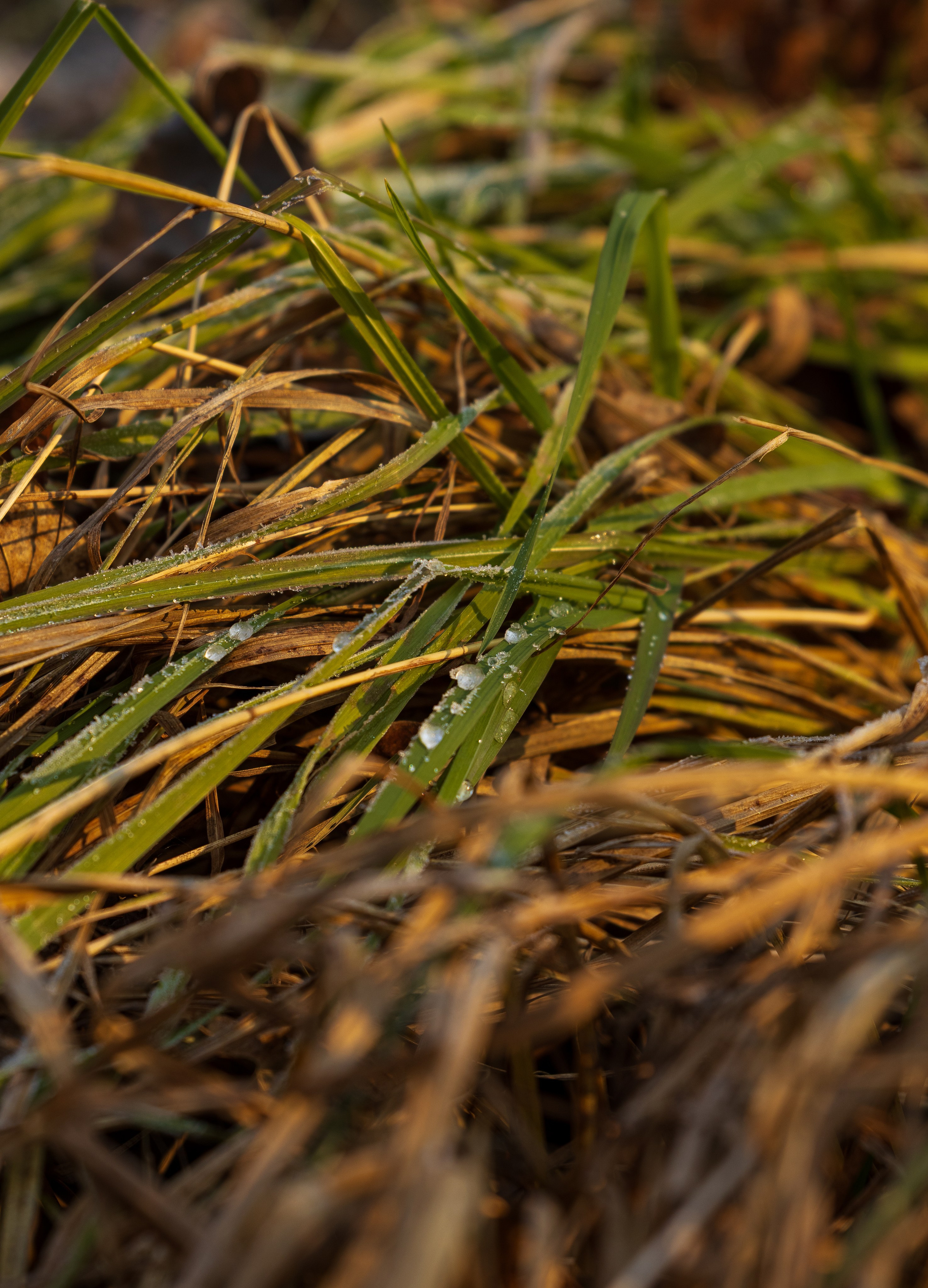 Константин Кириченко