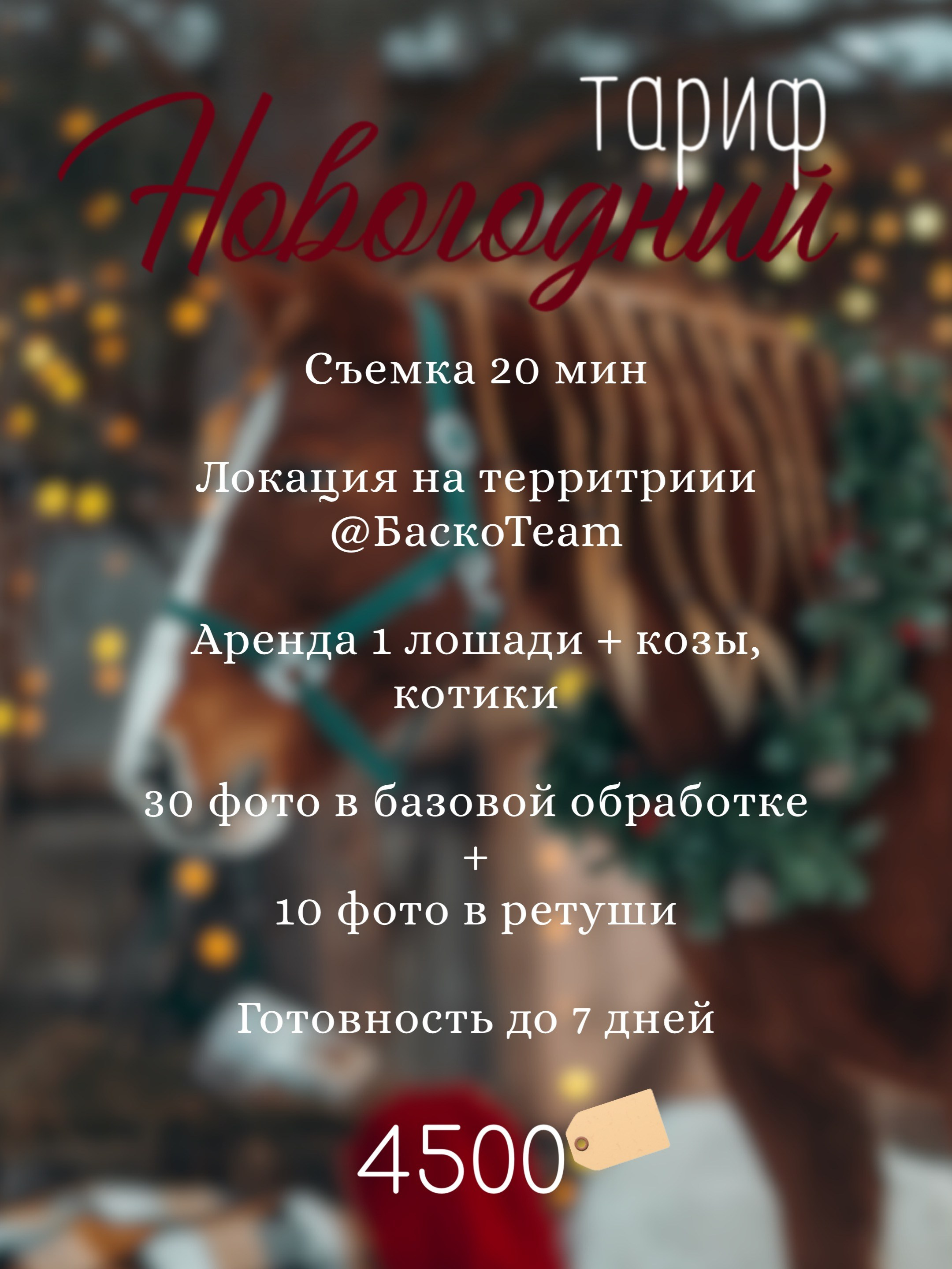 Тариф новогодний 2024. Анна Молчанова конный фотограф в Тюмени | фотосессии с лошадьми Тюмень