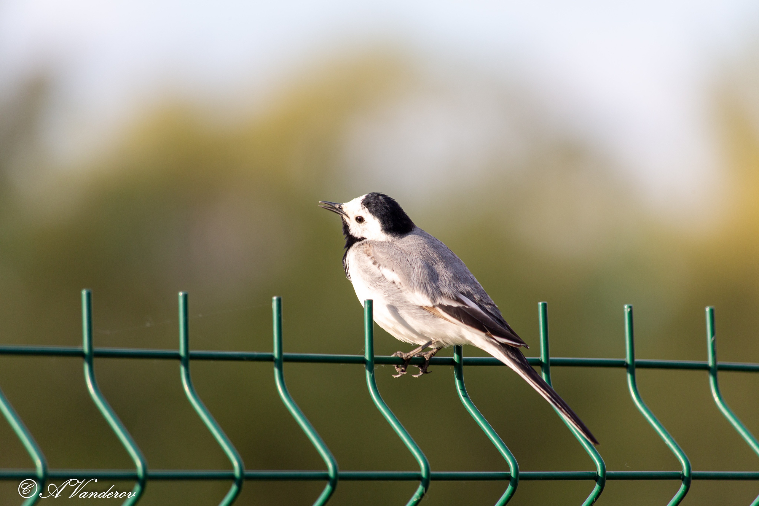 Прогулка 22.05.2024. Фотограф Омск | Александр Вандеров