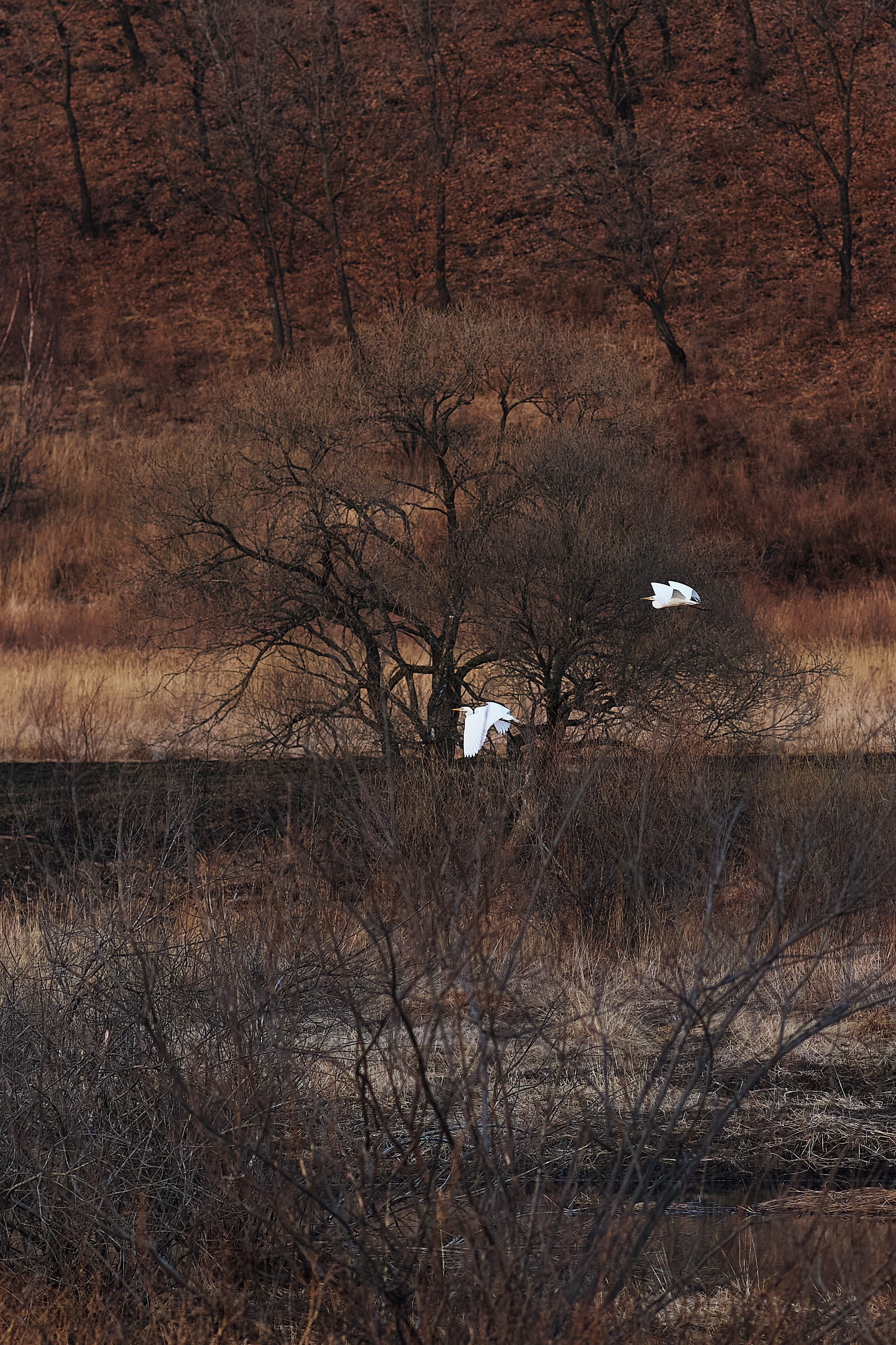 Две белые цапли летят над лесным озером