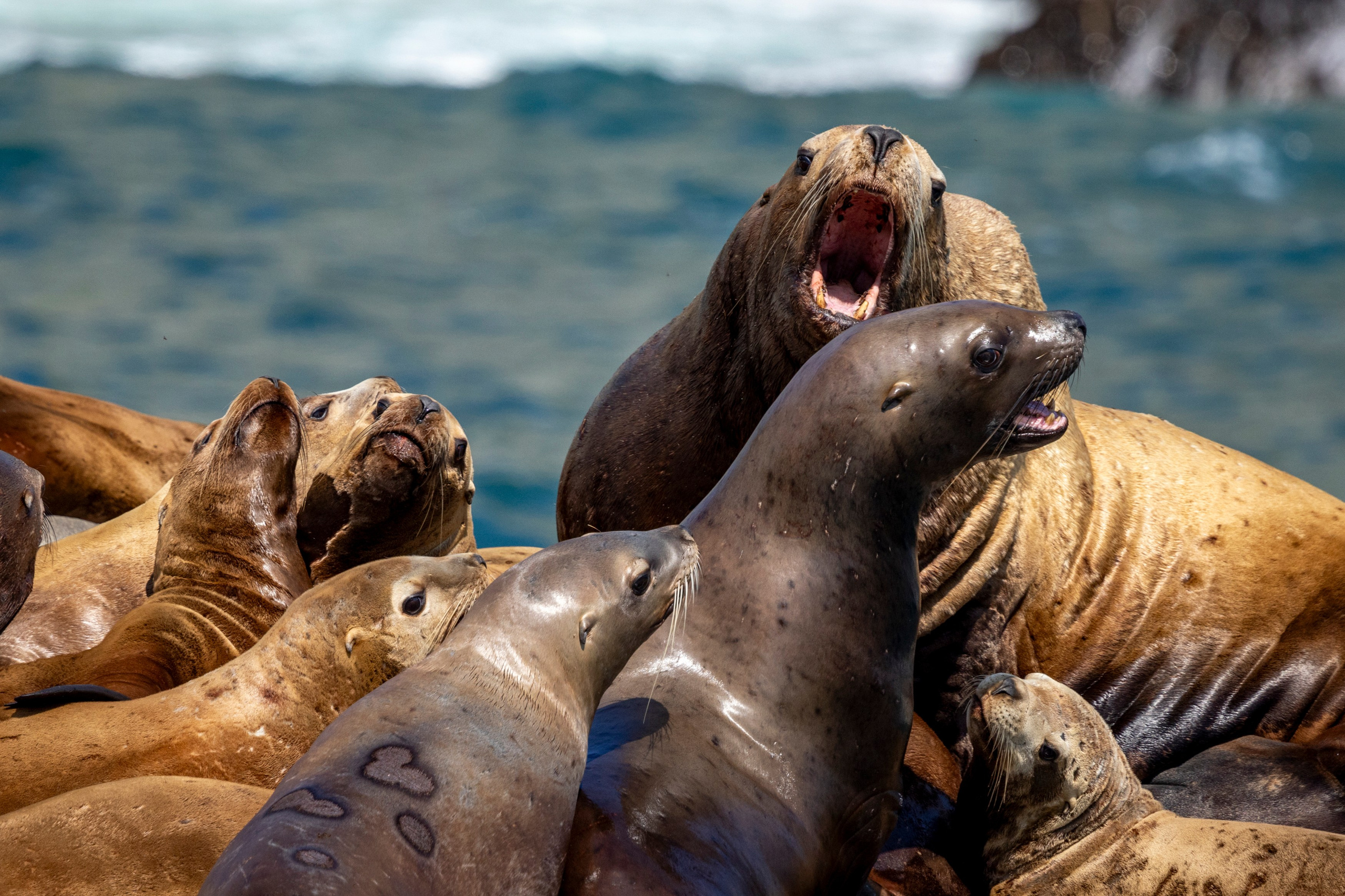 Русская бухта — дикая природа и морские маршруты Камчатки. Время Камчатки: чтобы найти свой путь, нужно скорость умножить на время