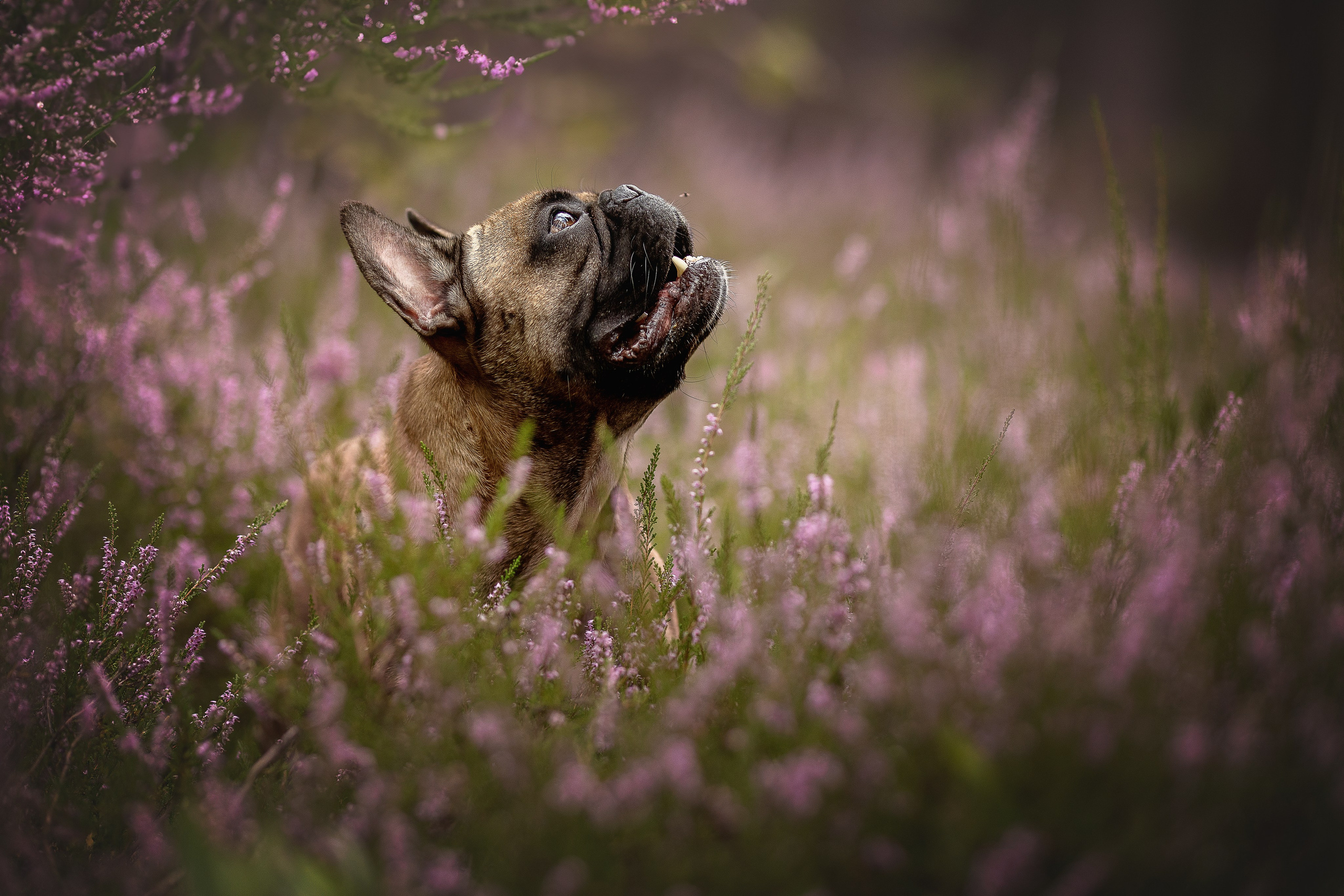 Фотограф-анималист в Москве и Подмосковье