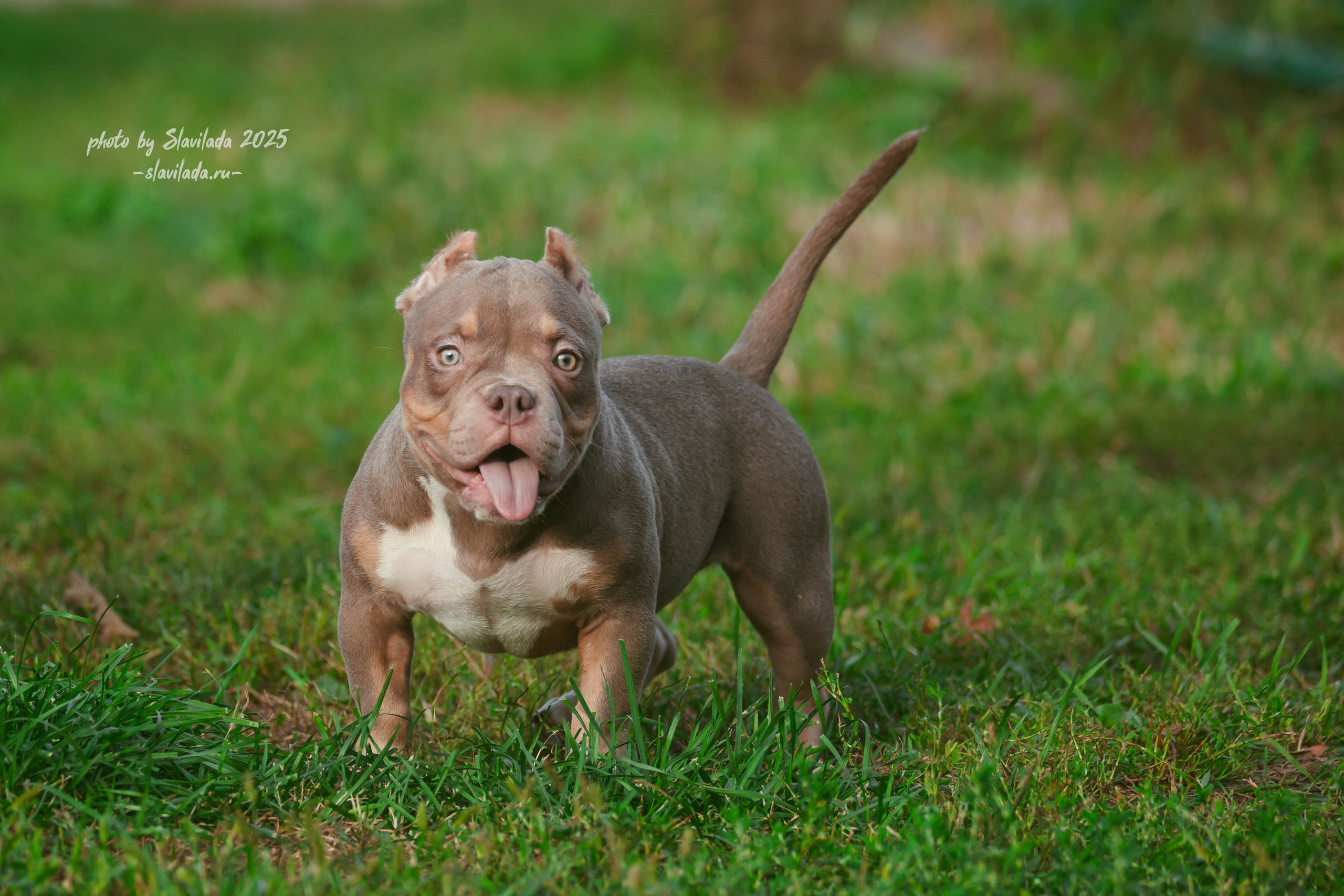 Американский булли. Slavilada-Лапки. Свет. Любовь… Профессиональная фотосессия питомцев Для памяти, пристройства и продажи. Хабаровск