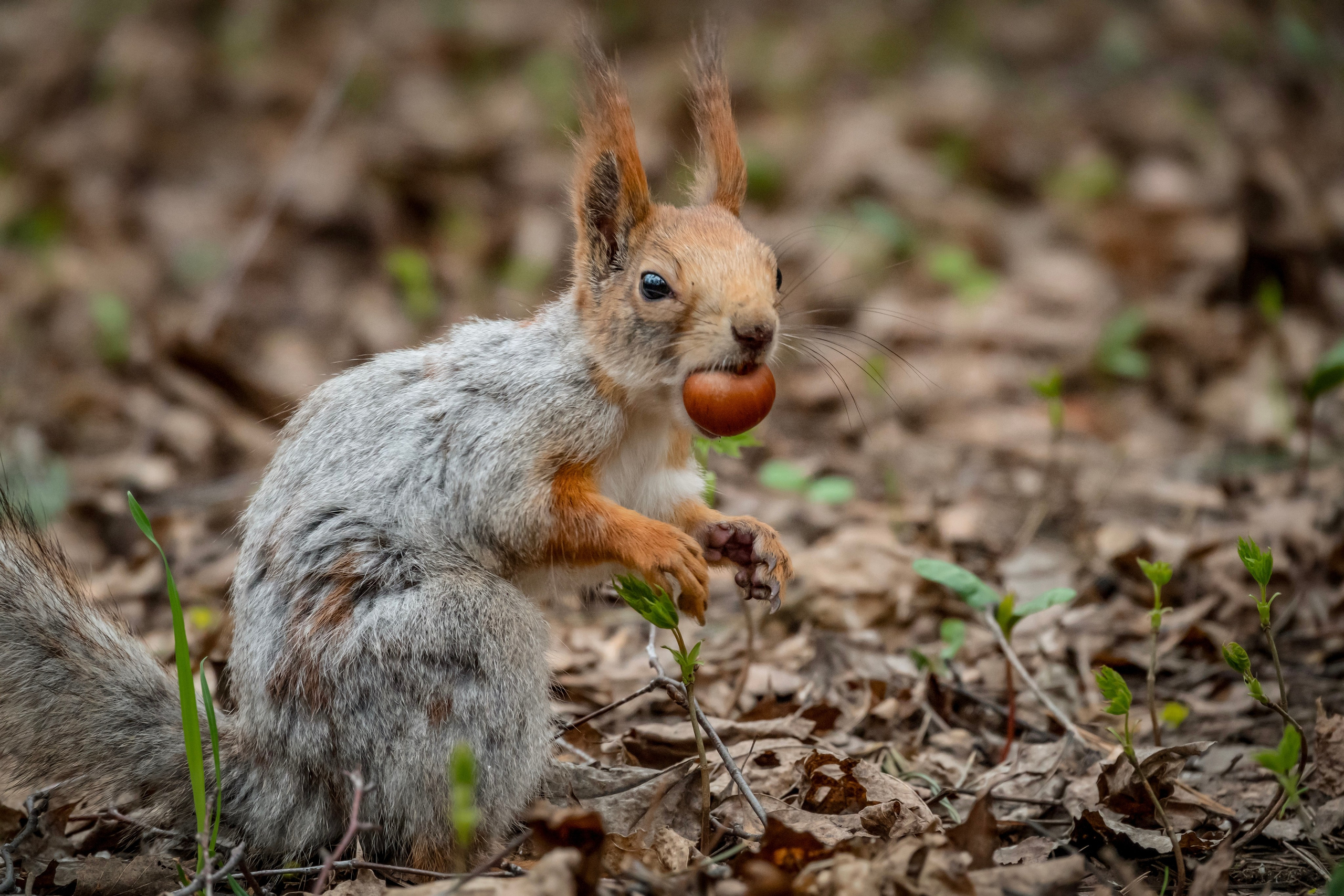 Белочки. Фотограф-анималист в Москве Юлия Лайхо