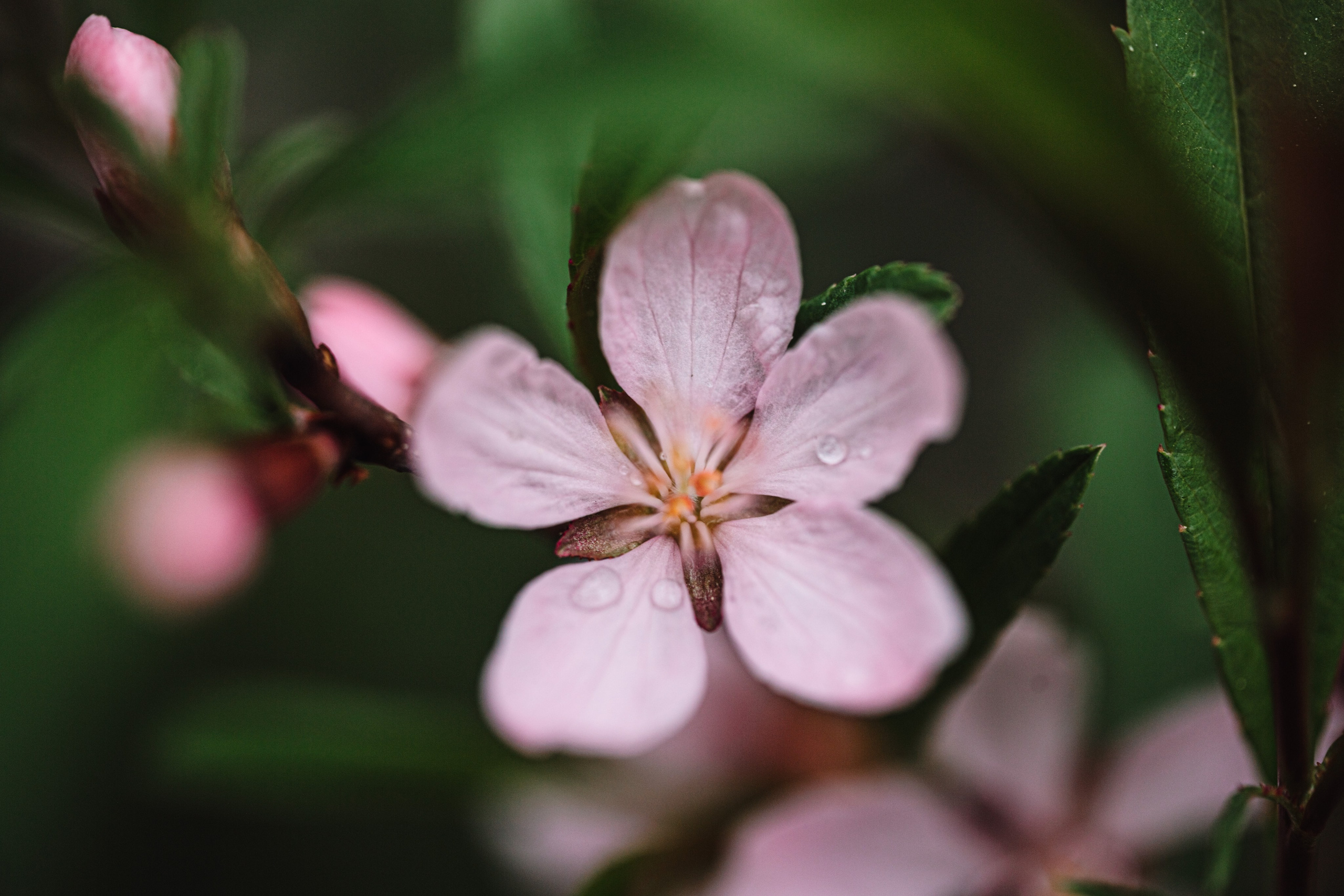 Green. Фотограф Олеся Кавлакан