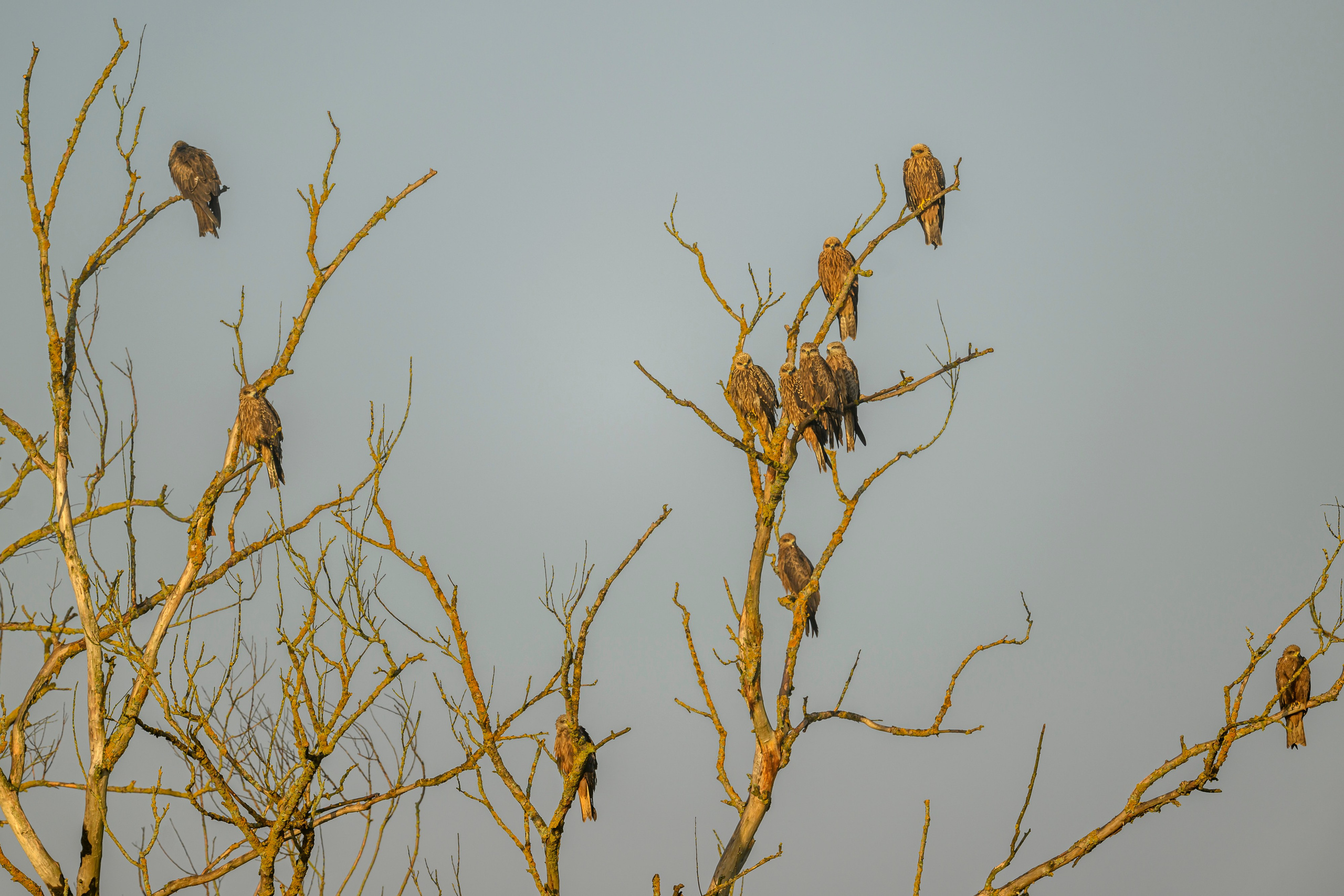 Коршуны. Wildlife photography by Sergey Puponin