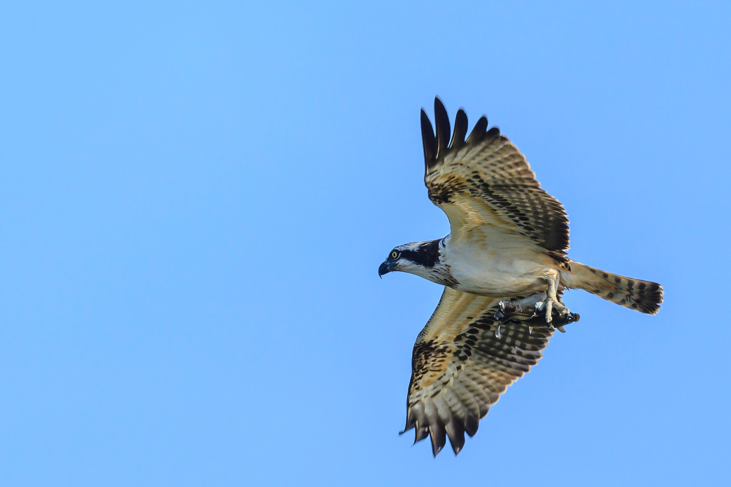 Скопа и канюк. The Osprey and the Buzzard. Фотограф Сергей Пупонин