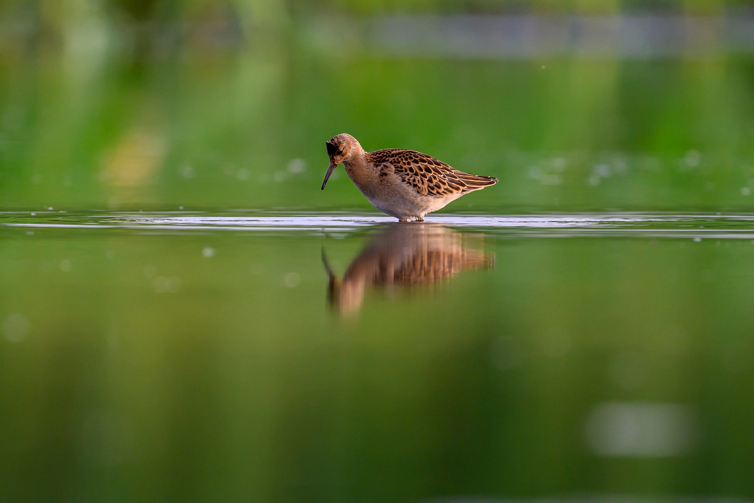 Веретенники, фифи и турухтаны. Godwits, Wood sandpipers and Ruffs. Фотограф Сергей Пупонин