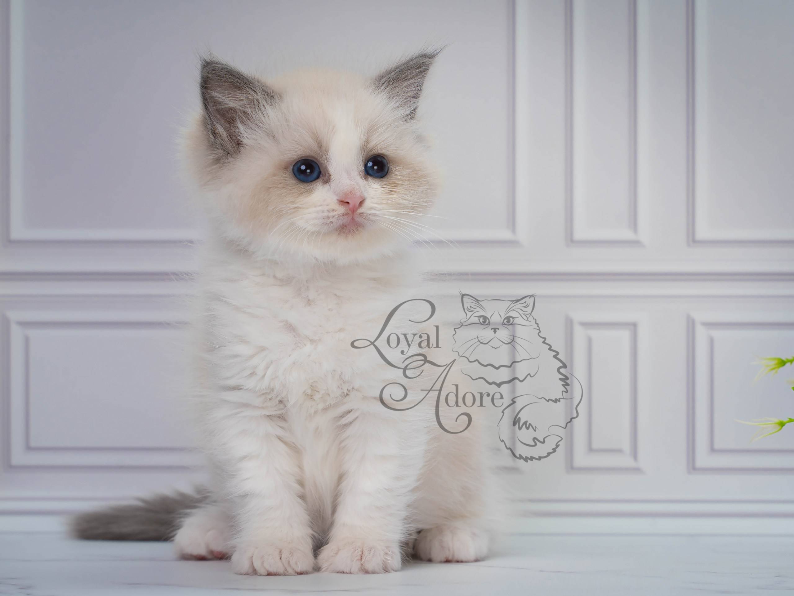 Котята рэгдолл от Loyal Adore. Питомник рэгдолл Loyal Adore