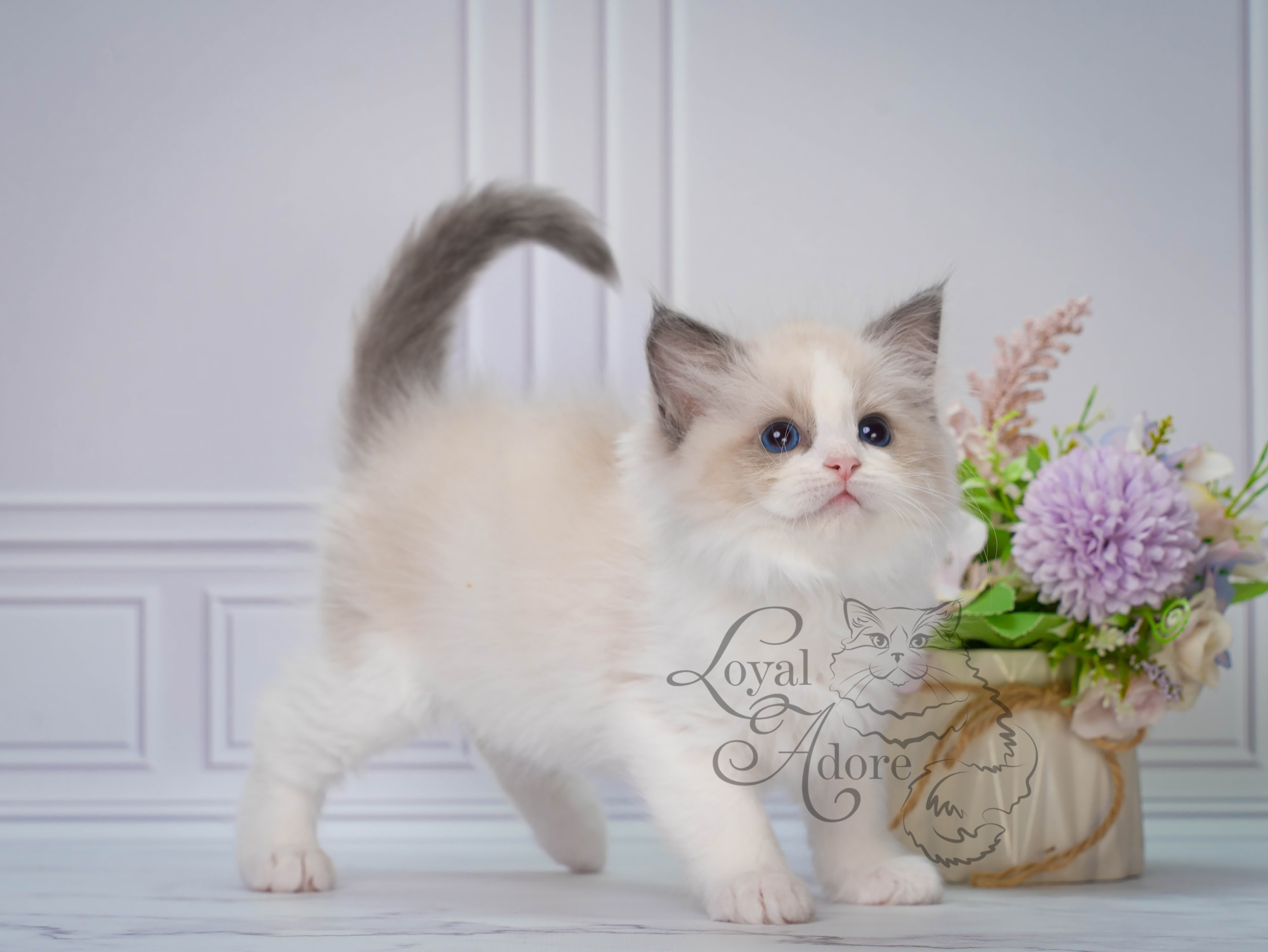 Котята рэгдолл от Loyal Adore. Питомник рэгдолл Loyal Adore