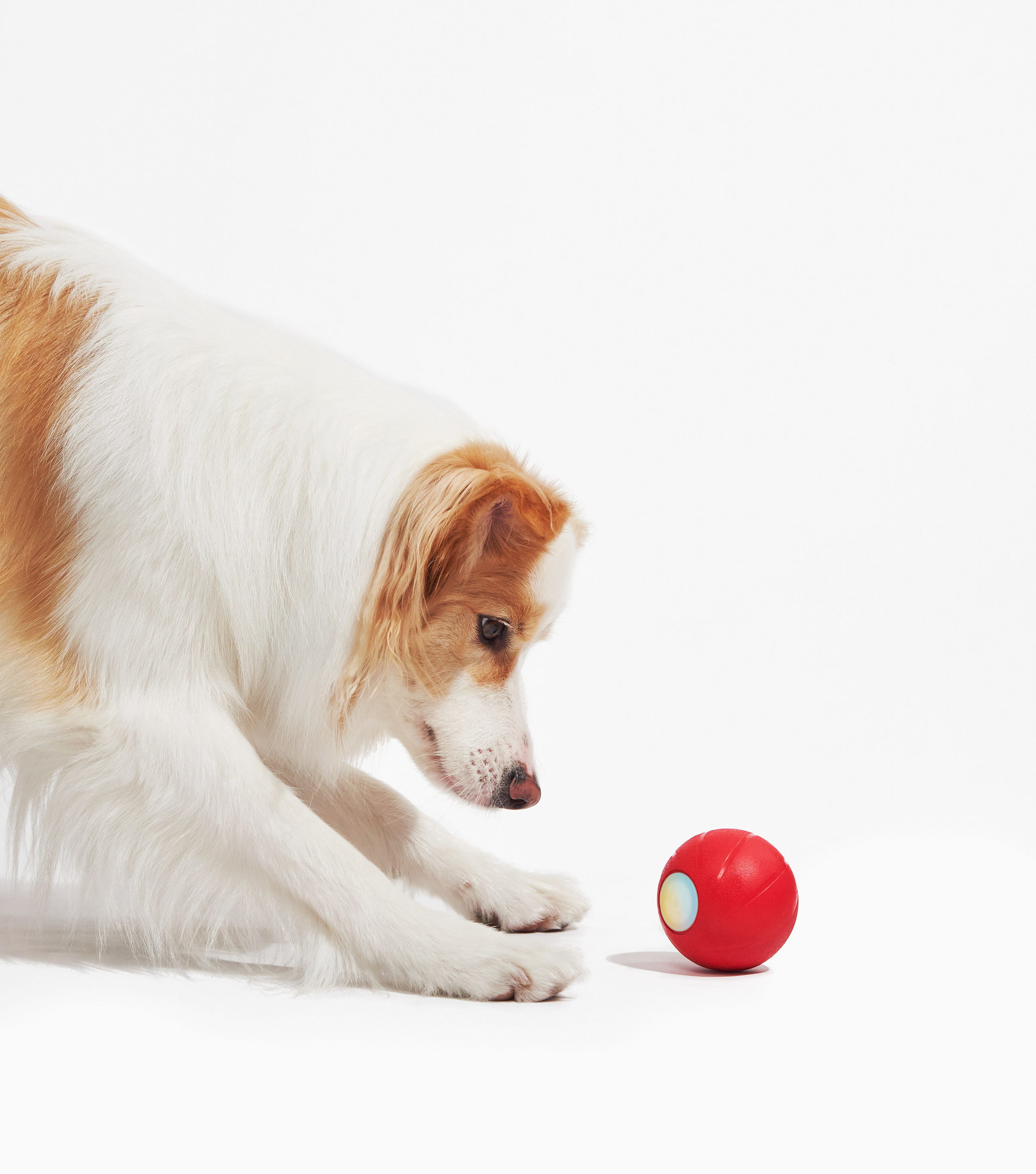 Pet Advertising Photography | Commercial Shoots with Dogs & Cats. Dog photographer Averianova Anna — Art photography of dogs